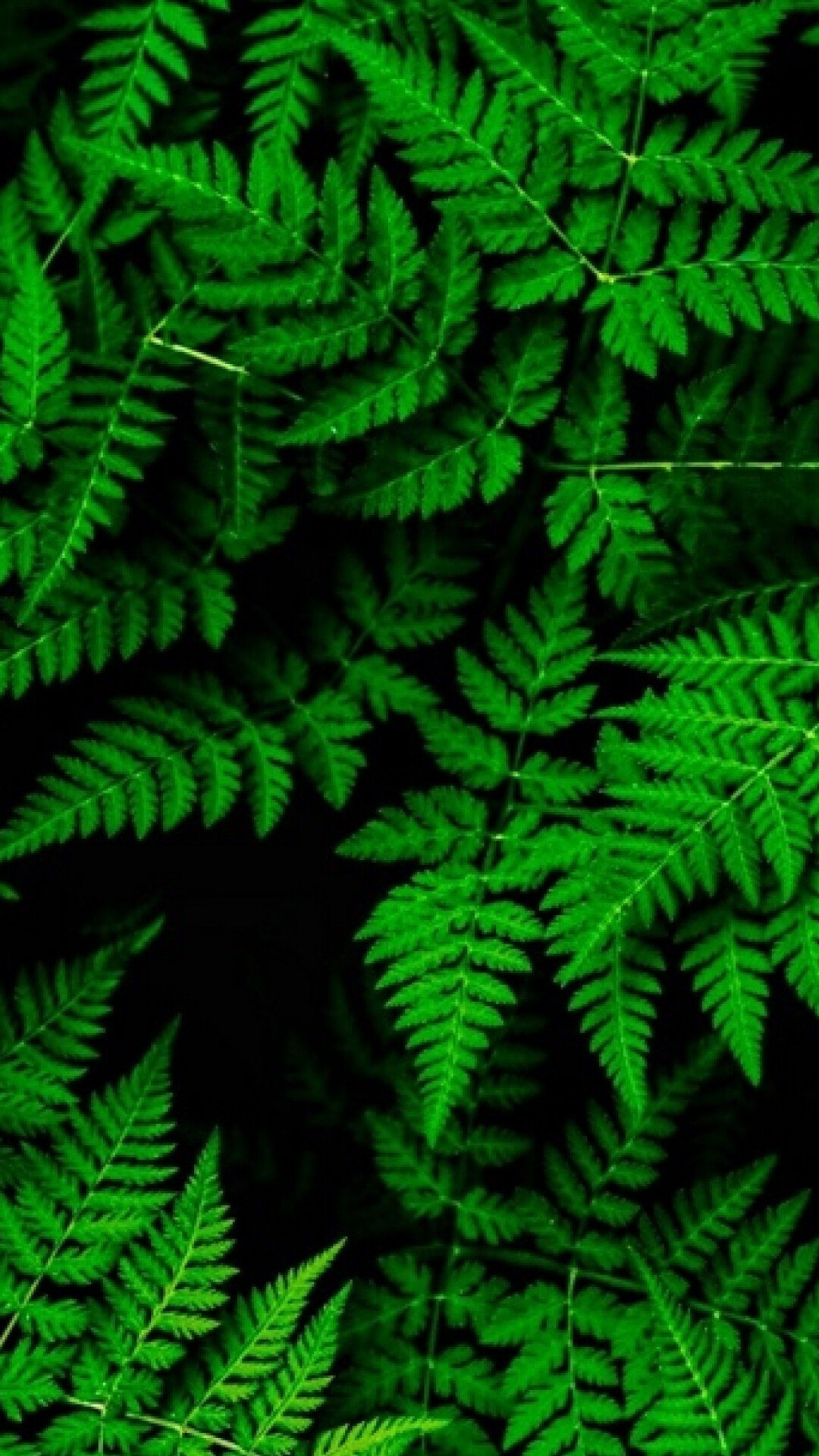 Go Green: Fern, A member of a group of vascular plants, Organic, Terrestrial plant. 1080x1920 Full HD Background.
