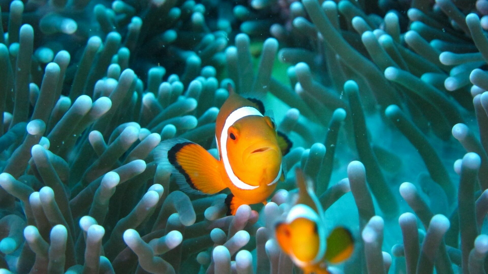Clownfish fish underwater aquarium wallpaper, Vibrant marine life, Aquatic paradise, Underwater beauty, 1920x1080 Full HD Desktop