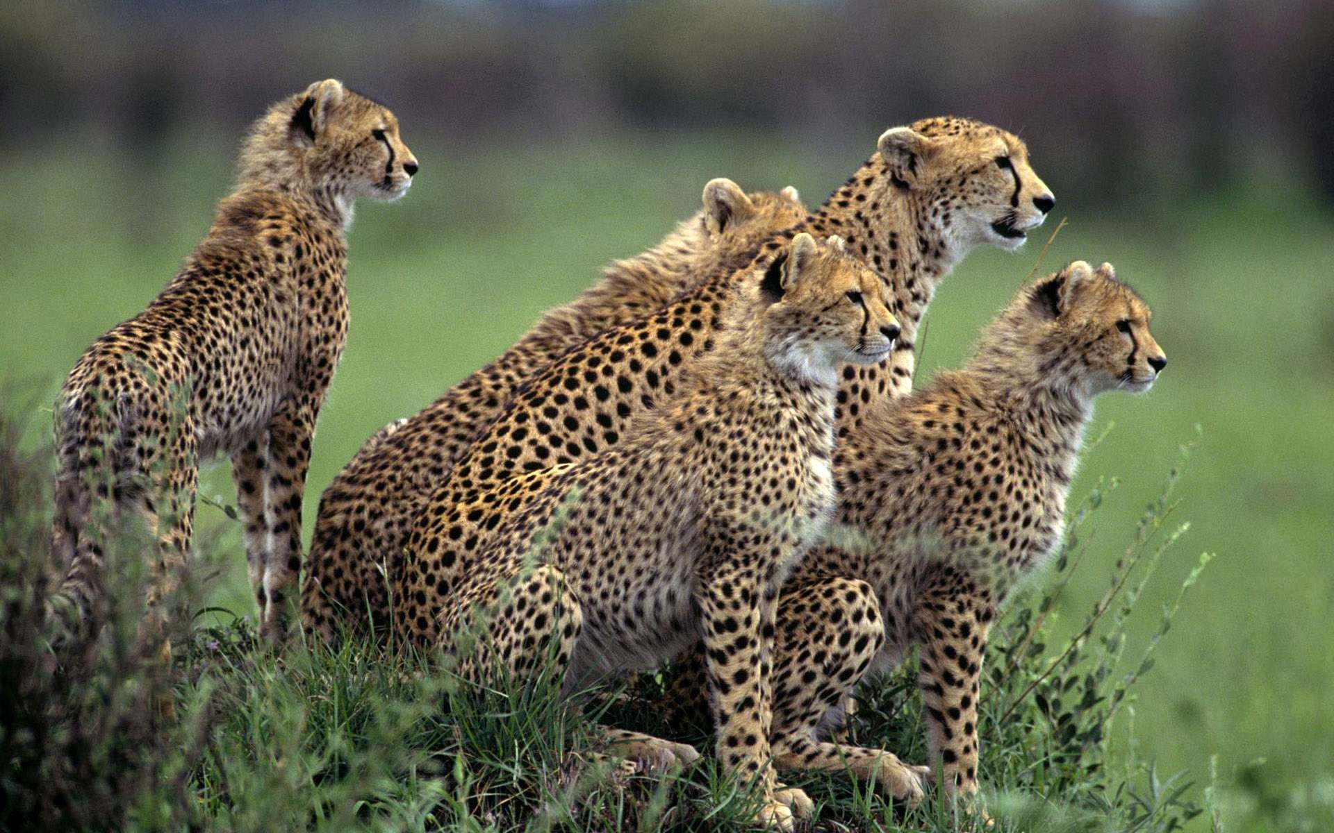 Cheetah HD wallpapers, Wild and untamed, Stunning backgrounds, Majestic animal photography, 1920x1200 HD Desktop