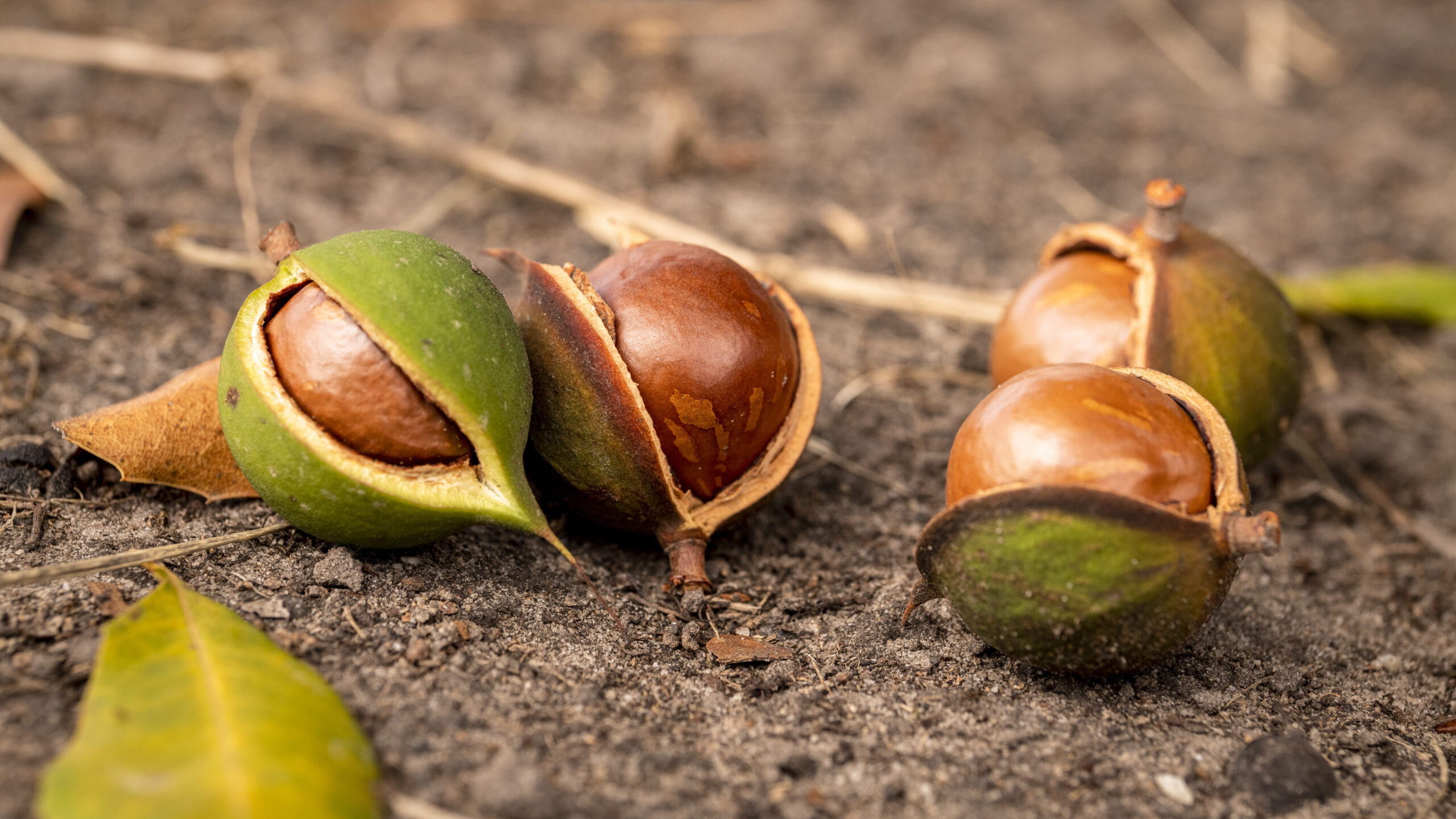 Macadamias: Have the strongest nutshells, Australian native nuts. 2560x1440 HD Background.