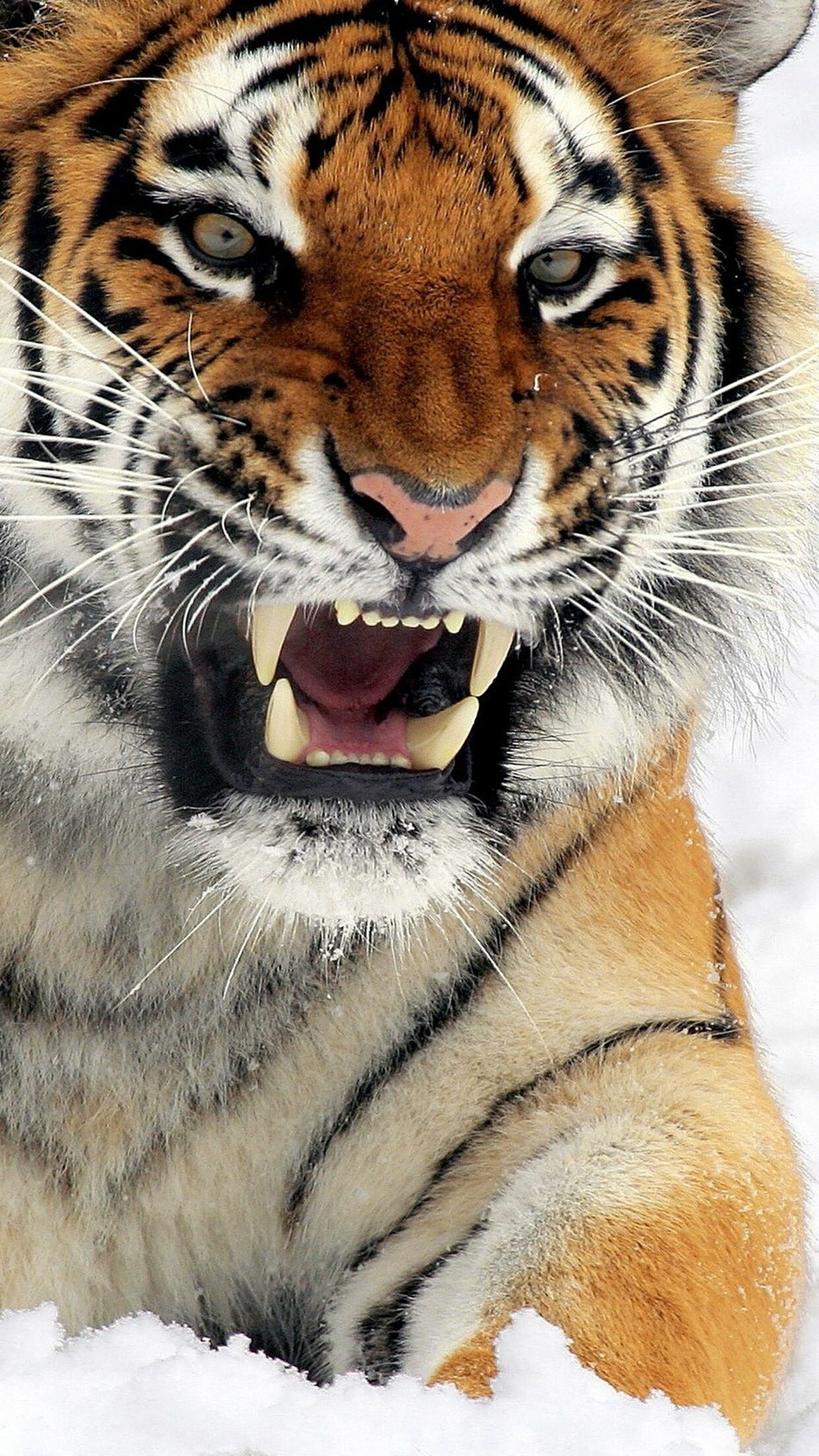 Tiger: Amur tigers are primarily found in Far-East Russia, although there are small populations across the border into China and potentially North Korea. 1250x2210 HD Wallpaper.