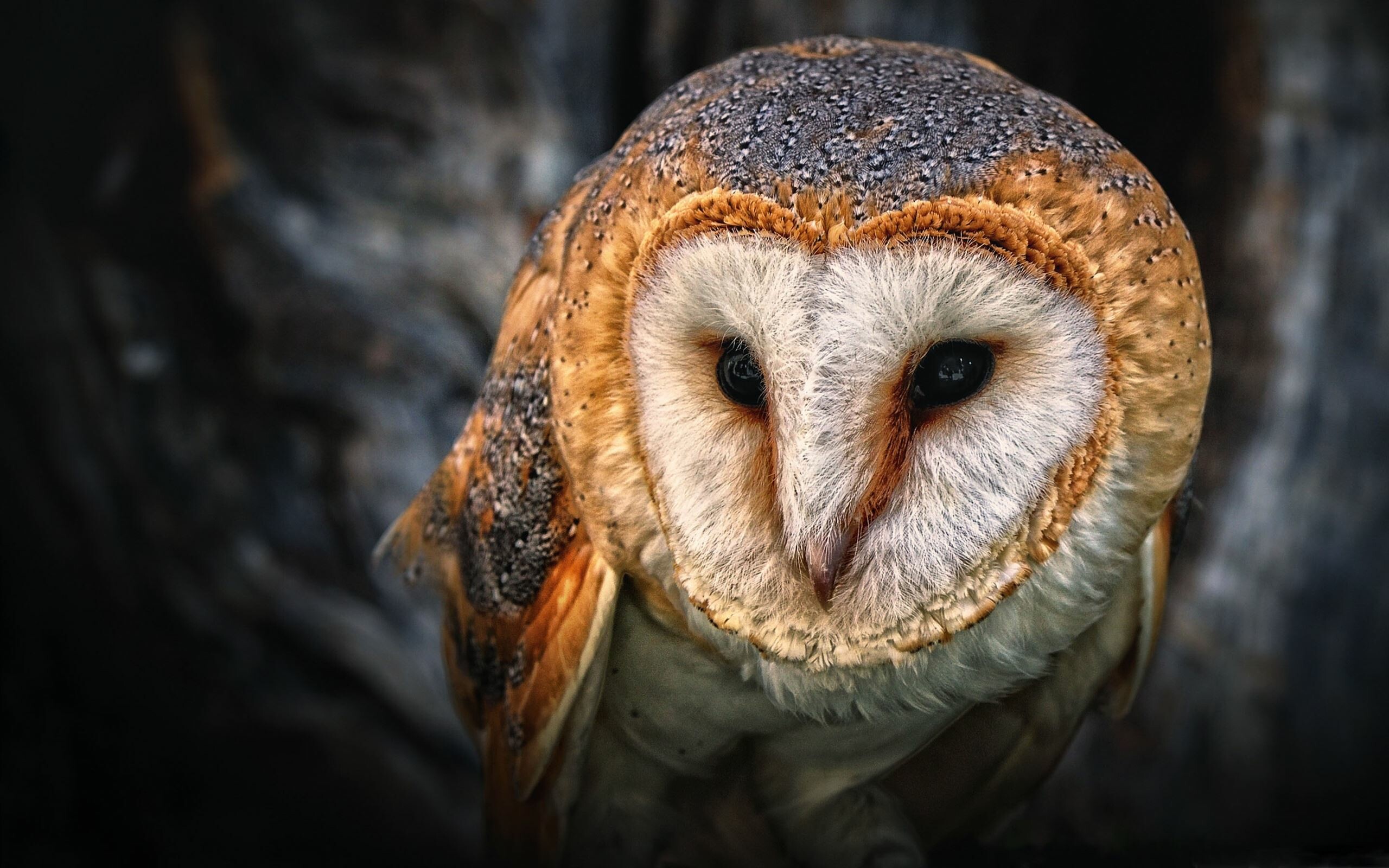 Owl: Most owls live a mainly nocturnal lifestyle and being able to fly without making any noise gives them a strong advantage over prey alert to the slightest sound in the night. 2560x1600 HD Background.