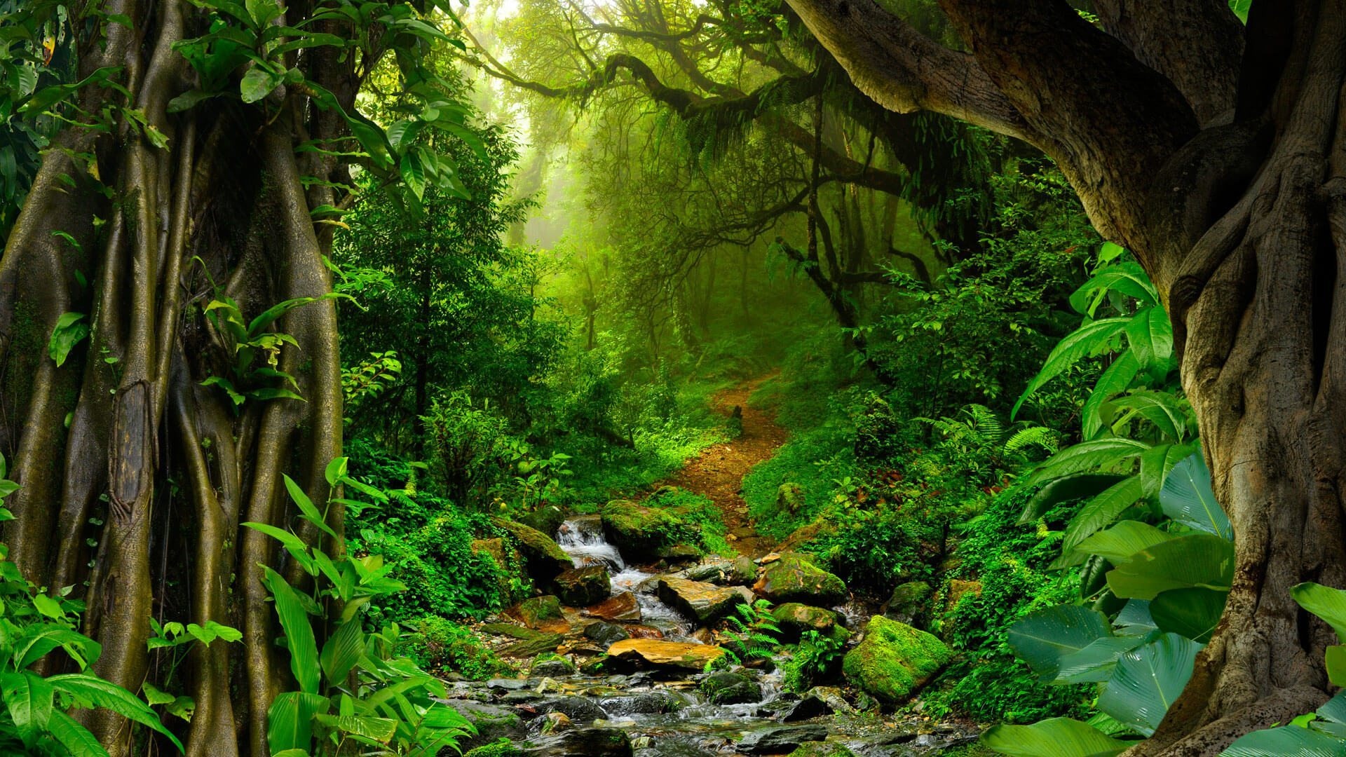 Visit Amazon jungle, Hiking FAQ, 1920x1080 Full HD Desktop