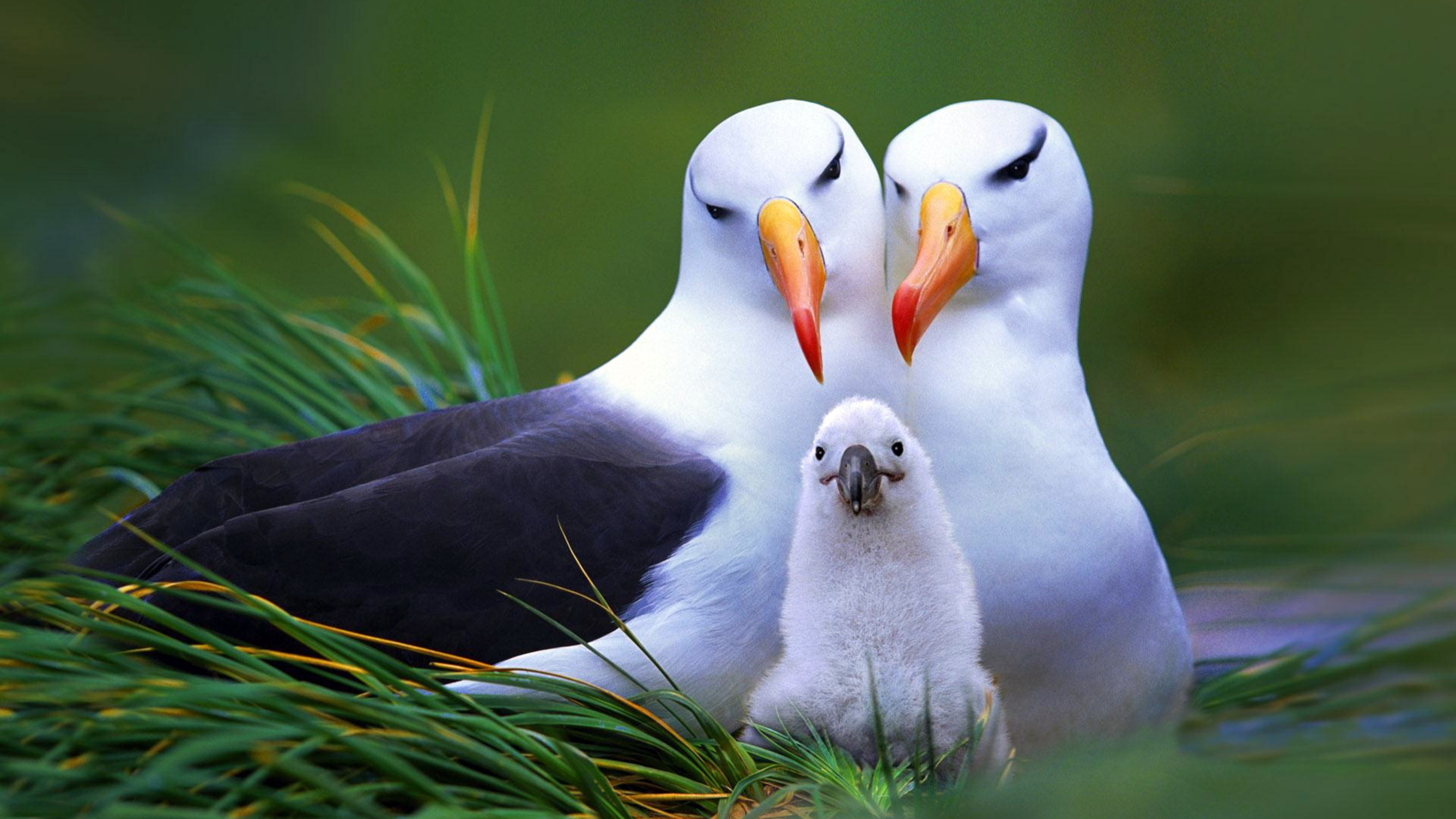 Albatross in high resolution, Wuxga display, Bird of the wild, Ocean wanderer, 3840x2160 4K Desktop