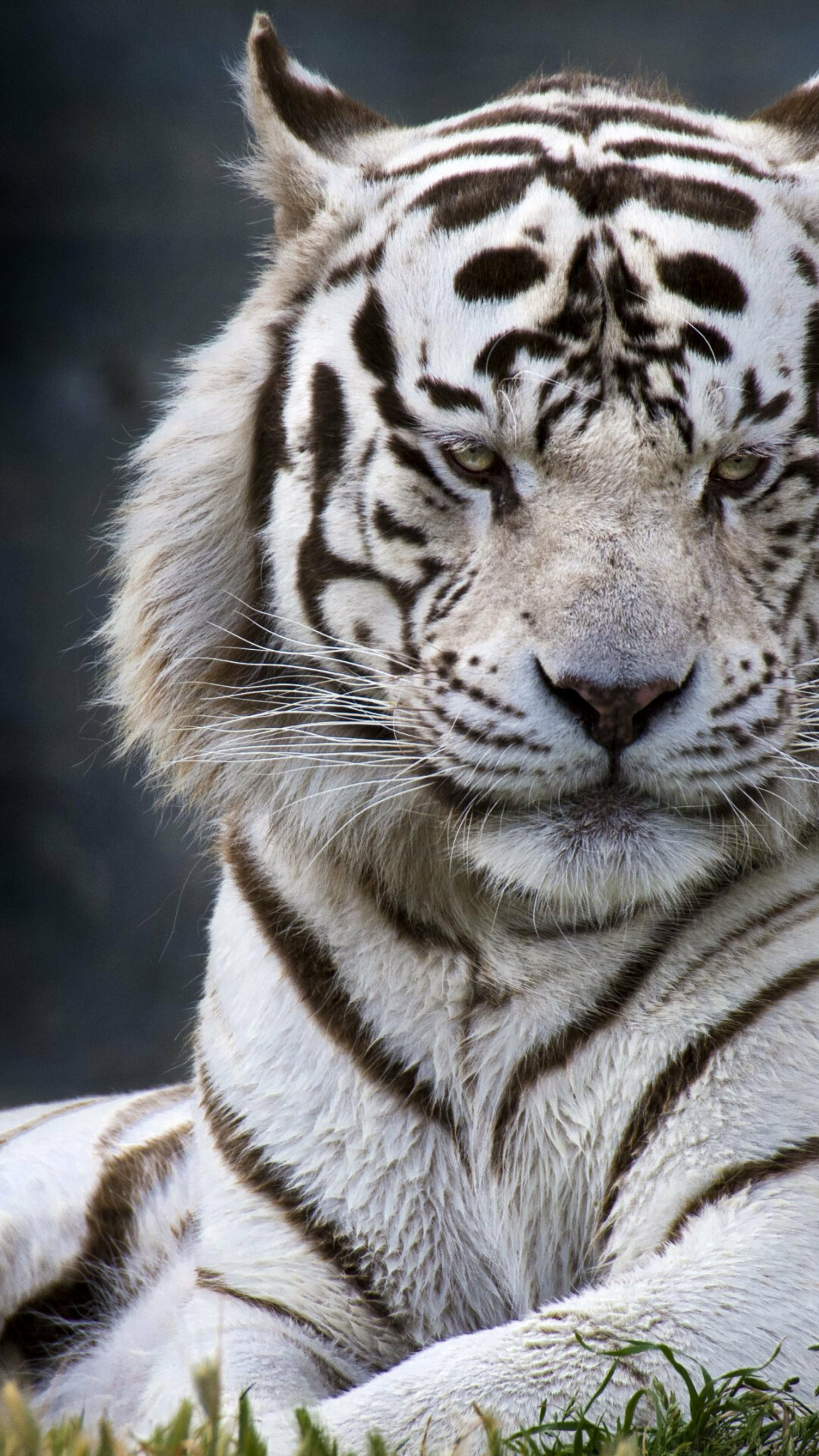 Tiger Nahaufnahme, Majesttisches Tier, Markante Merkmale, Kraftvolles Erscheinungsbild, 1080x1920 Full HD Handy