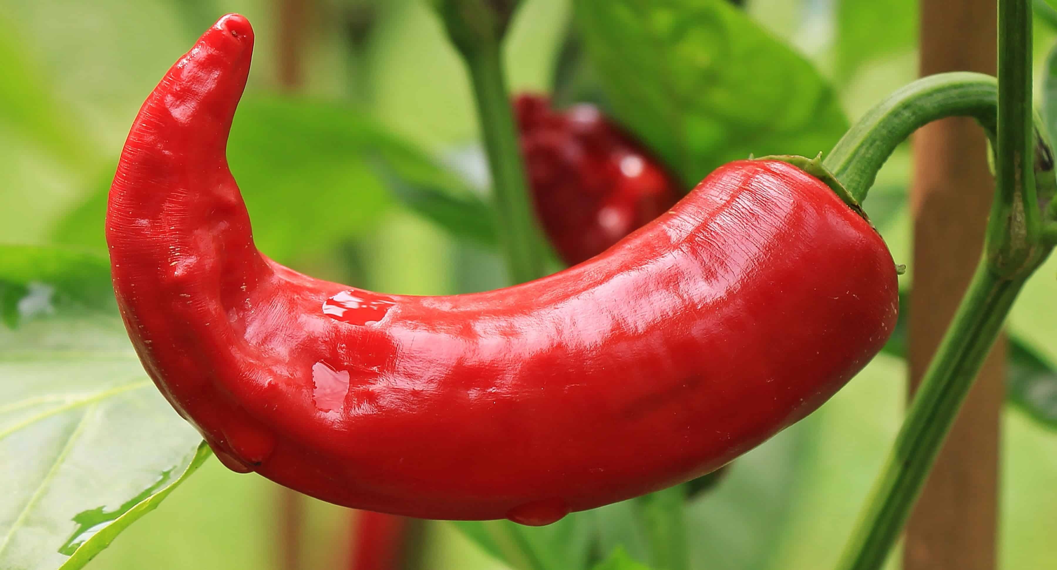 Red chili pepper, Organic nutrition, Natural vegetable, Healthy spice, 3600x1950 HD Desktop