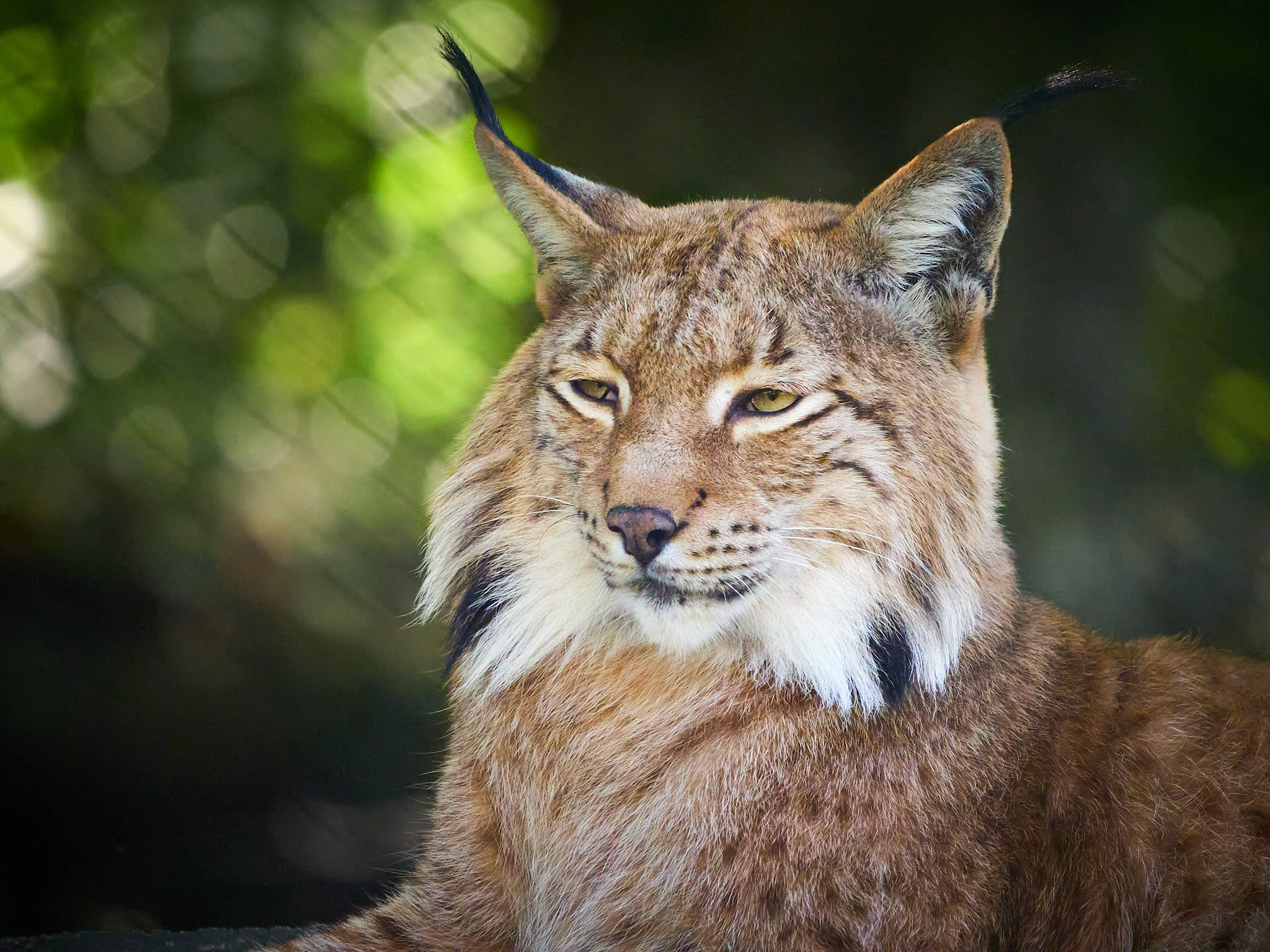 Red Lynx, Marku Weger, September 2020, Animals, 2050x1540 HD Desktop