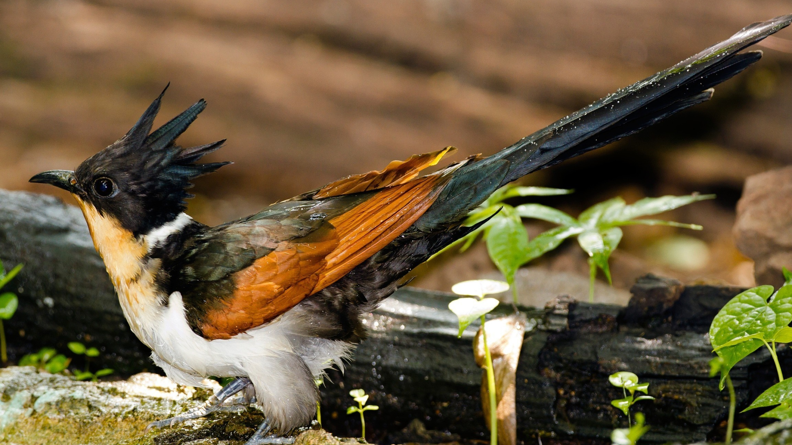 Chestnut-winged cuckoo, Avian beauty, Vibrant plumage, Nature's art, 2560x1440 HD Desktop
