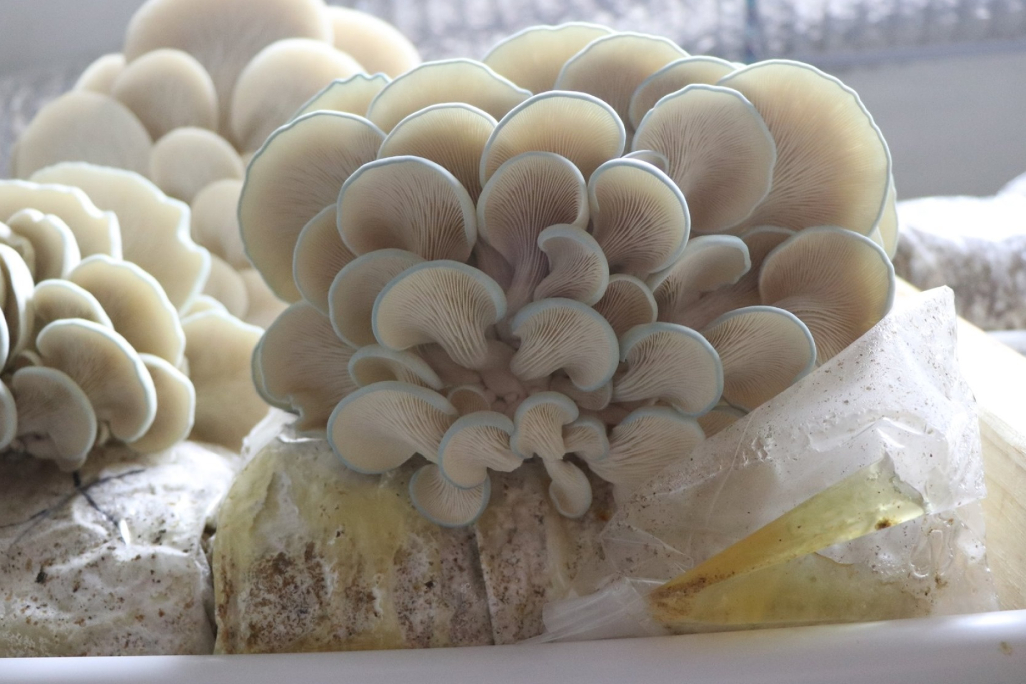 Oyster mushrooms, Liquid culture, Mushroom cultivation, Unique innovation, 2050x1370 HD Desktop
