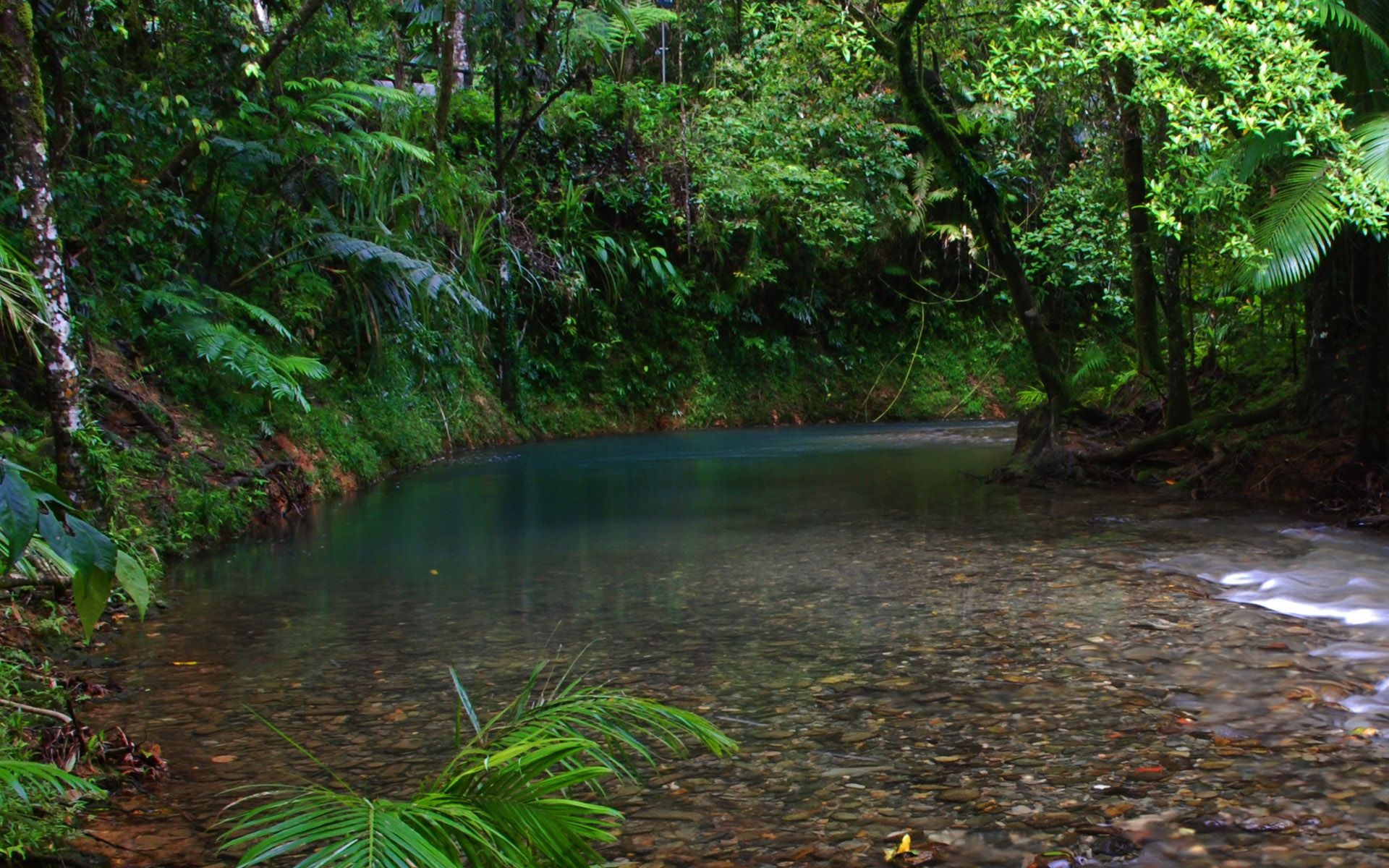 Daintree National Park, Pristine rainforest, Diverse wildlife, Ancient ecosystem, 1920x1200 HD Desktop