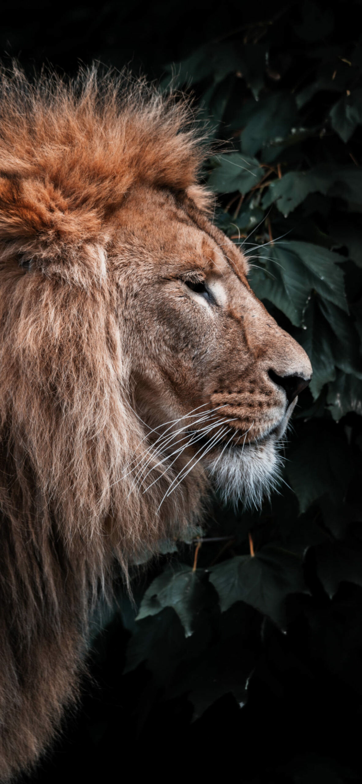 Lion: Used as a symbol of sporting teams, Felidae, Carnivore. 1190x2560 HD Wallpaper.