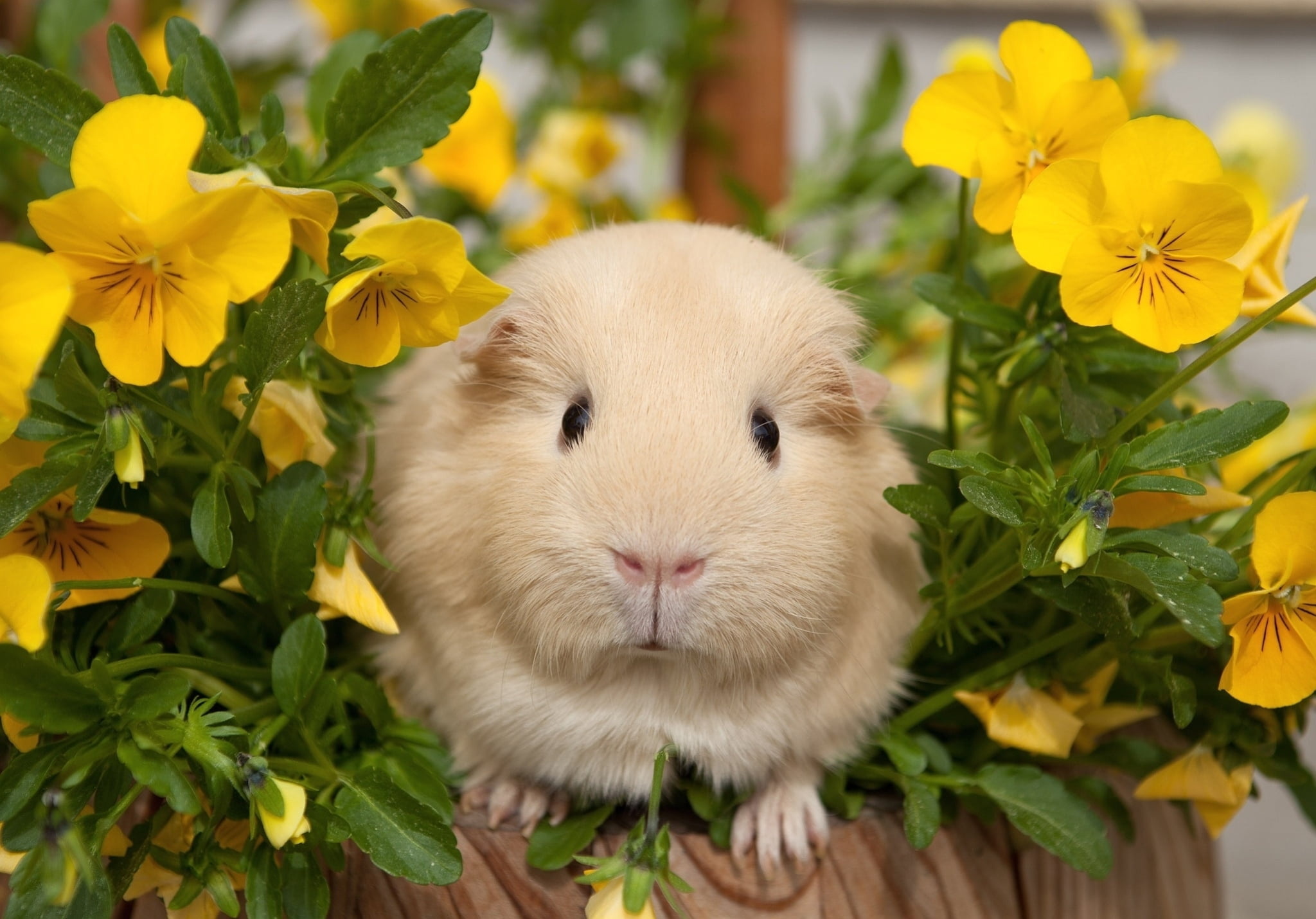 Guinea Pig, Cute pets, HD backgrounds, Floral beauty, 2050x1430 HD Desktop