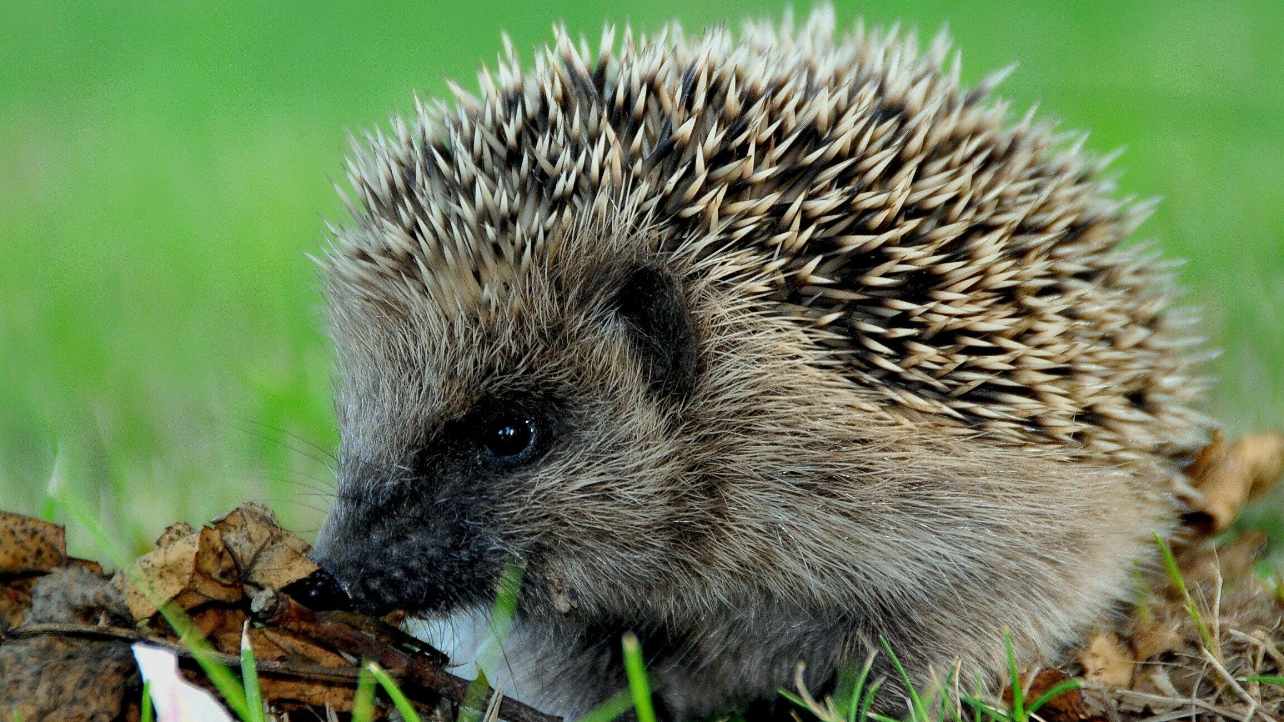 Hedgehog: Each quill is hard, hollowed hair whose interior consists of numerous air pockets. 2560x1440 HD Wallpaper.