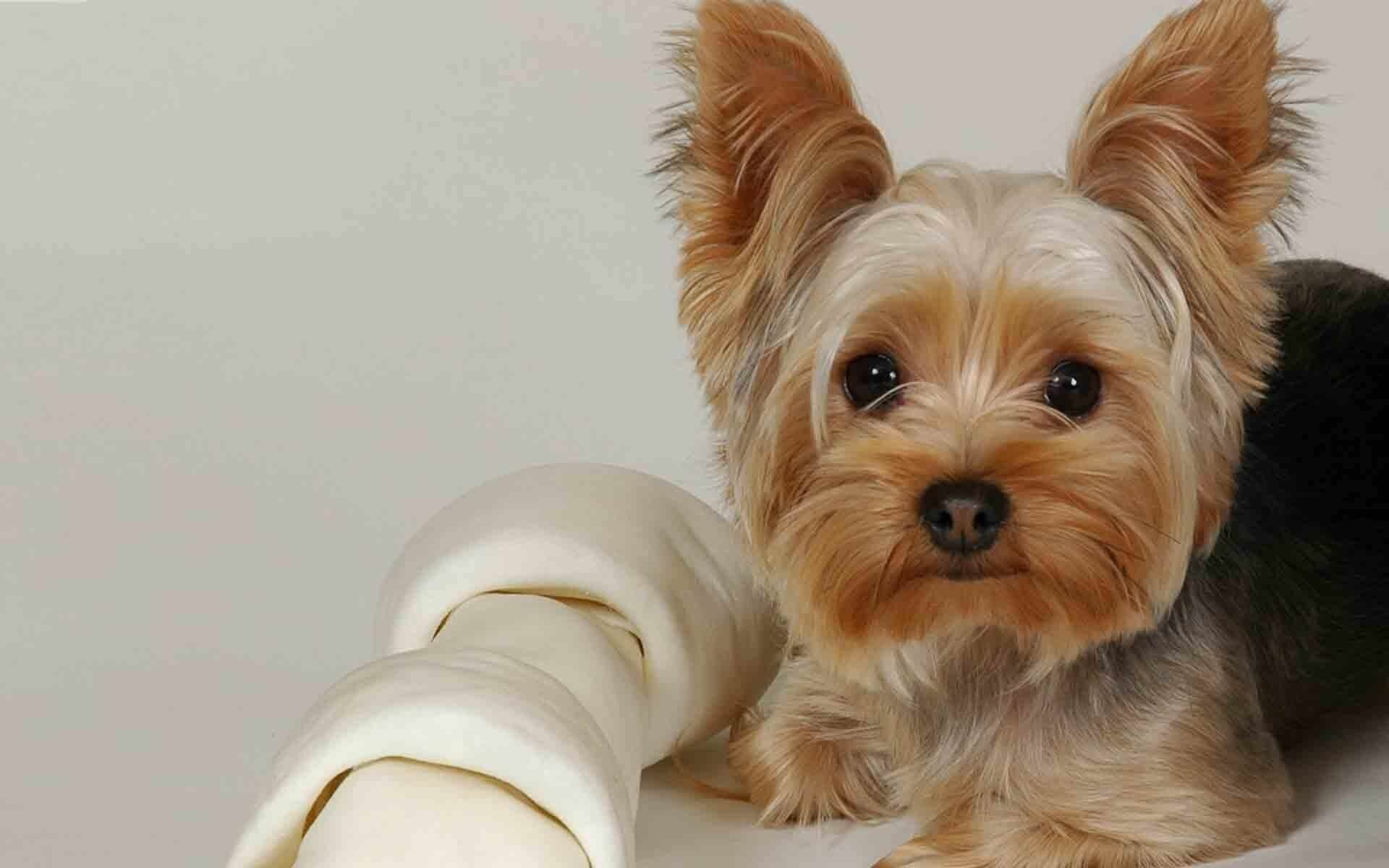 Yorkshire Terrier: The breed was given the official name in 1874, Carnivore. 1920x1200 HD Wallpaper.