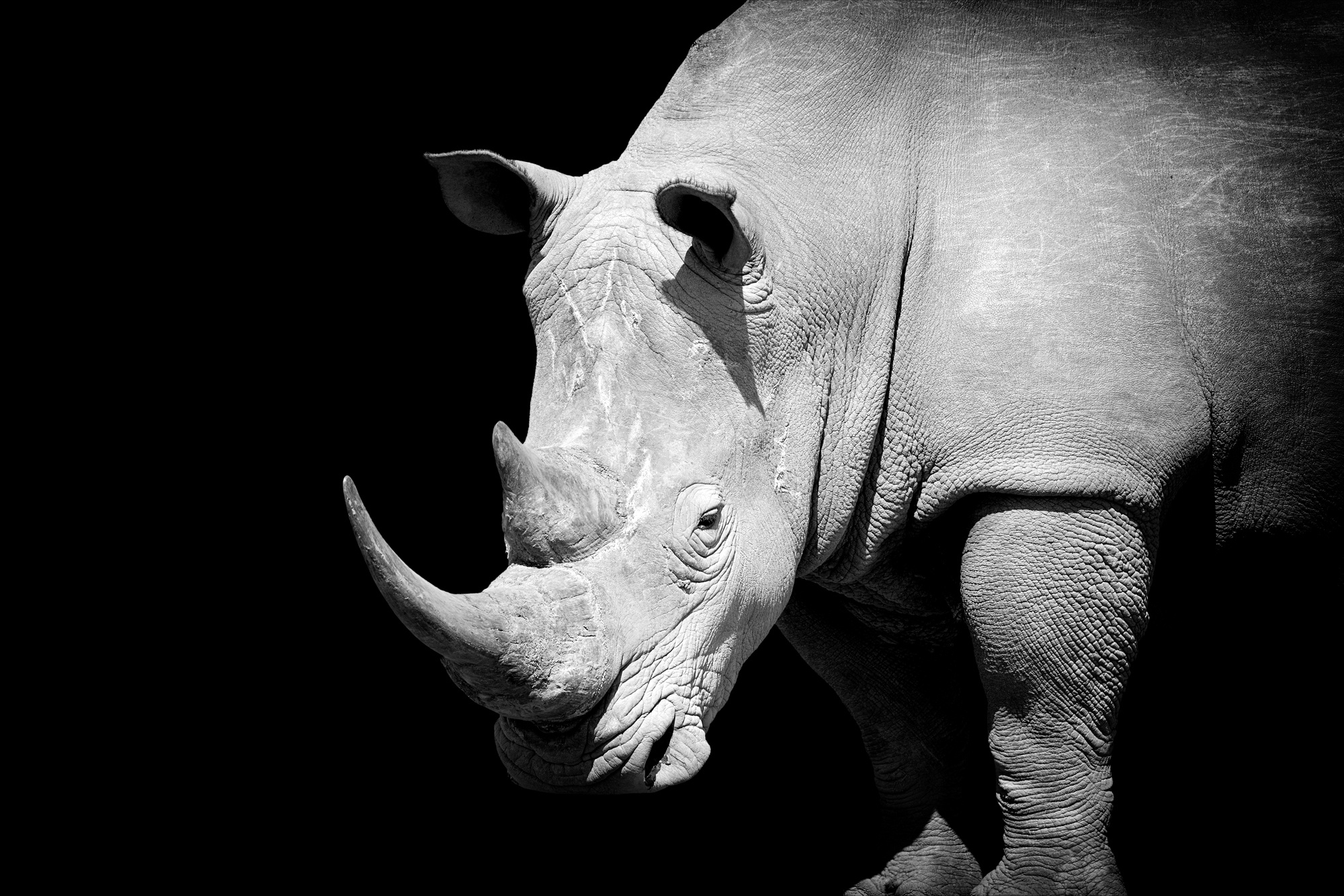 Rhino, Animals, Rhino on dark background, Digital printing, 2000x1340 HD Desktop