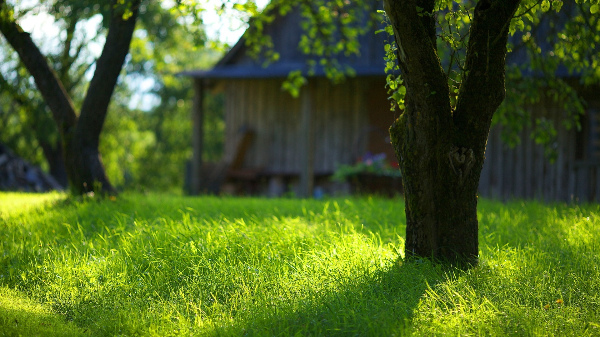 Green grass HD wallpaper, Lush scenery, Vibrant nature, Healthy vegetation, 1920x1080 Full HD Desktop