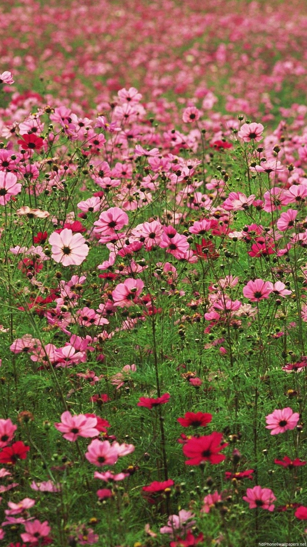 Flower Field: Meadow, A piece of grassland, Ecoregion. 1080x1920 Full HD Background.