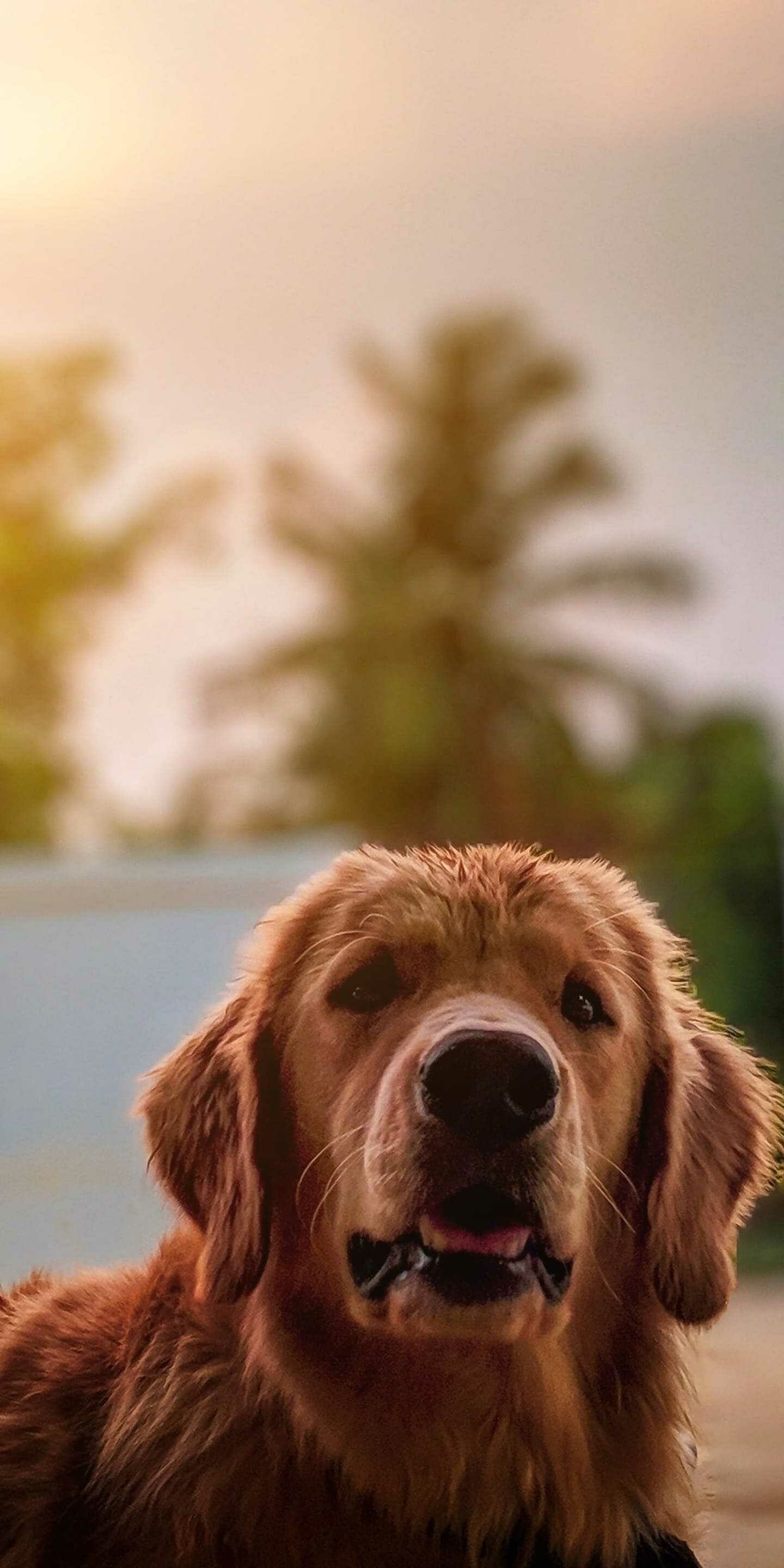 Dog: Golden Retriever, A Scottish breed, Characterized by a gentle and affectionate nature. 1440x2880 HD Wallpaper.