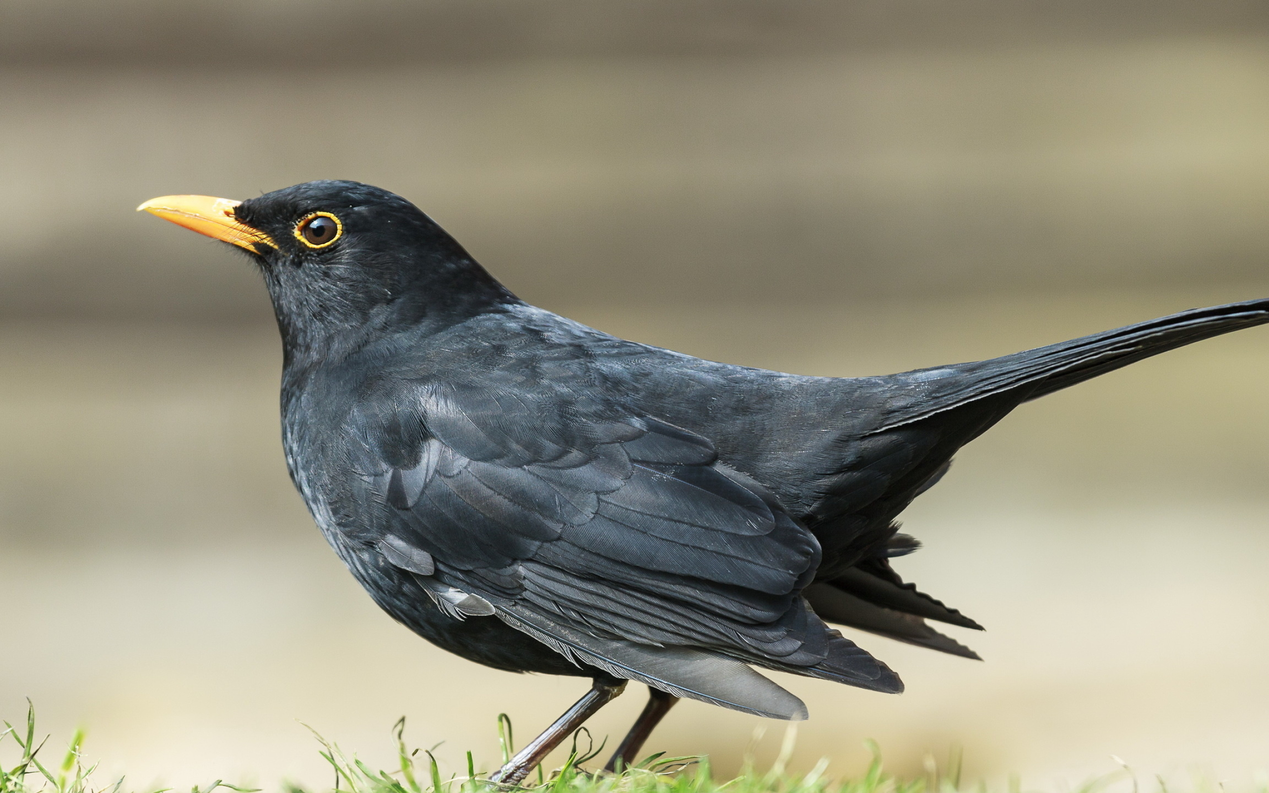 Common Blackbird, Bird species, Animal wallpapers, Feathered creature, 2560x1600 HD Desktop