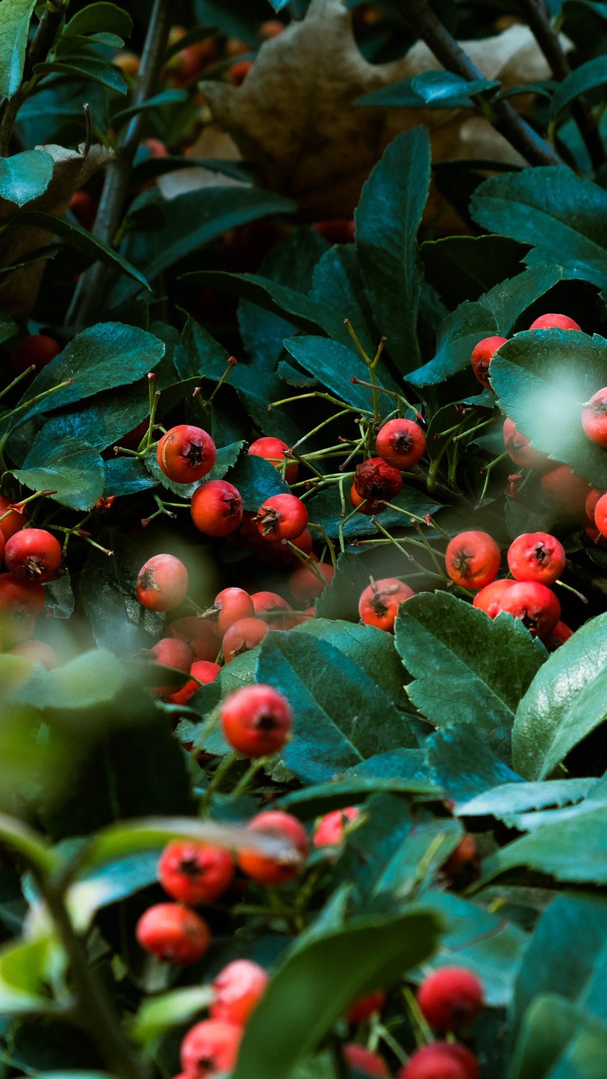Hawthorn Berry Nature, Og05 Nature, Red Berry, Green Tree, 1250x2210 HD Handy