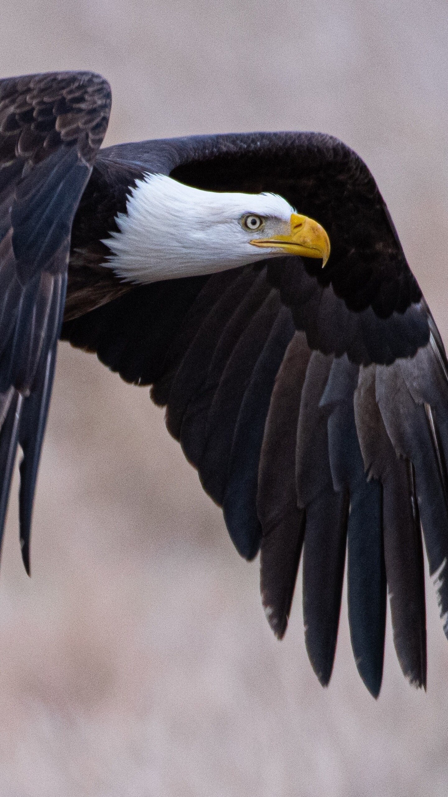 Eagle: Nicknamed the “king of all birds”. 1440x2560 HD Background.
