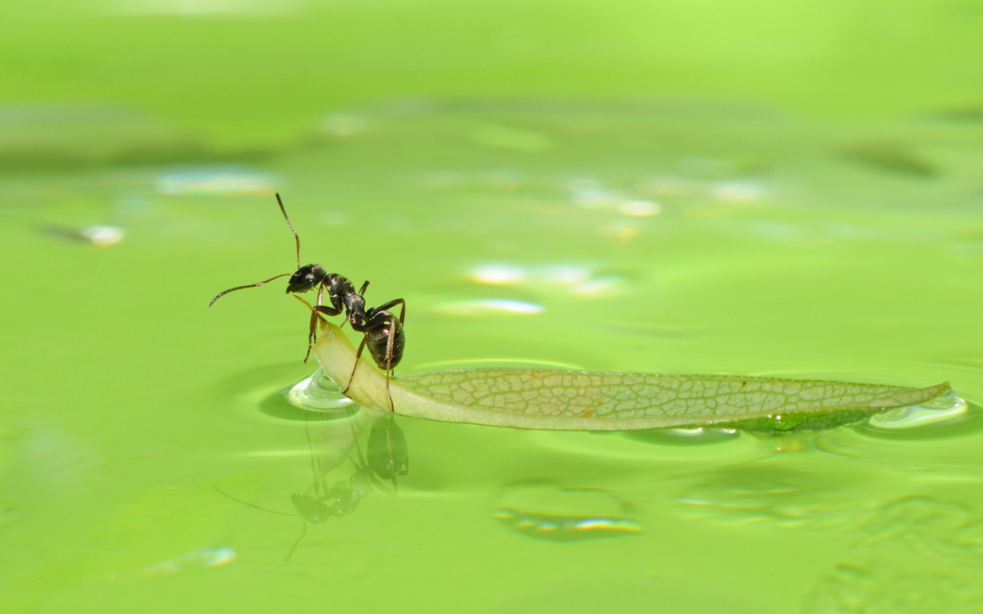 Ant on leaf, Floating on water, Animal wallpaper, Serene scene, 1920x1200 HD Desktop