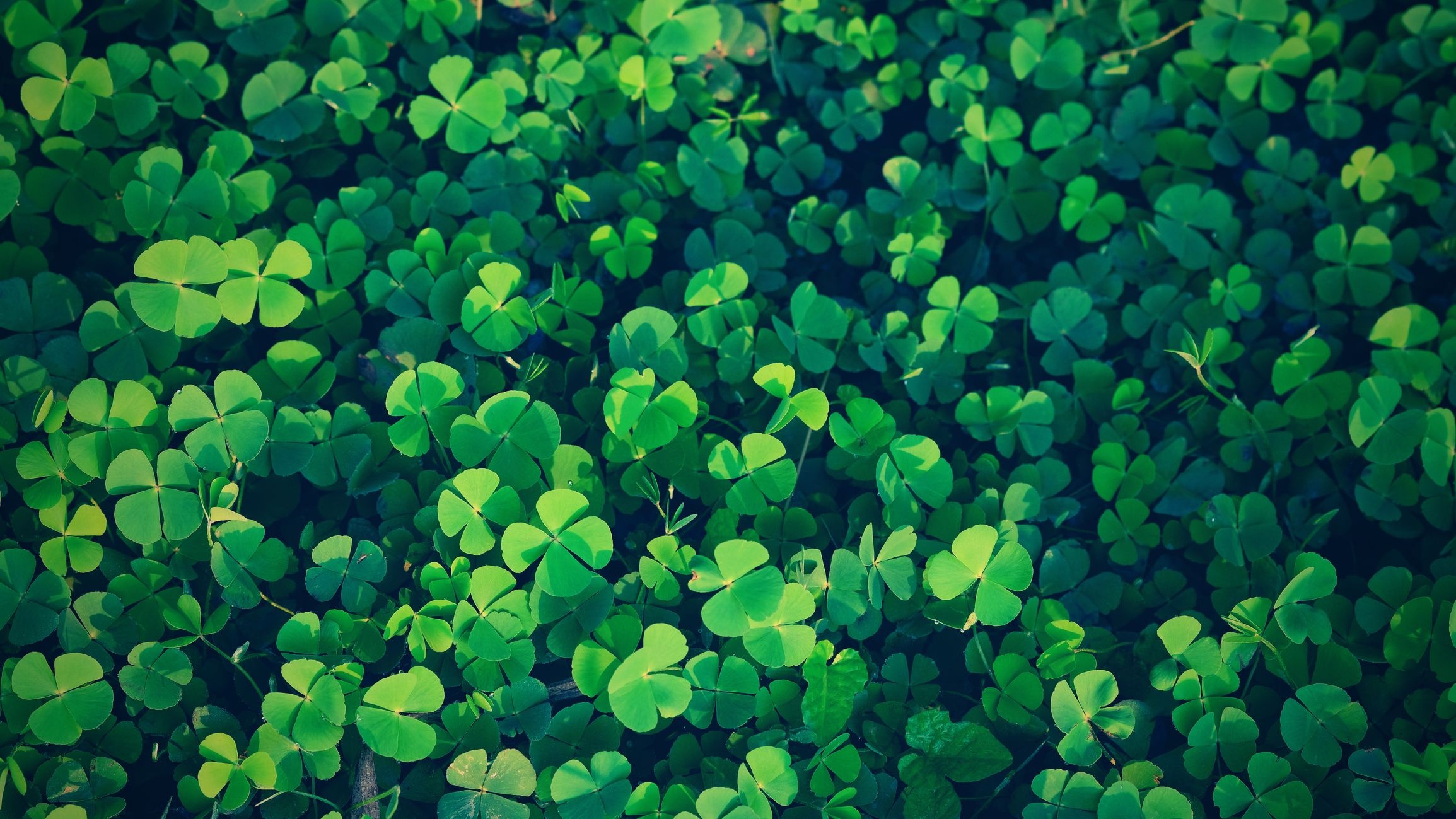 Good Luck: The four-leaf clover, A rare variation of the common three-leaf clover, The shamrock, St. Patrick's Day, Irish Blessings. 2310x1300 HD Background.