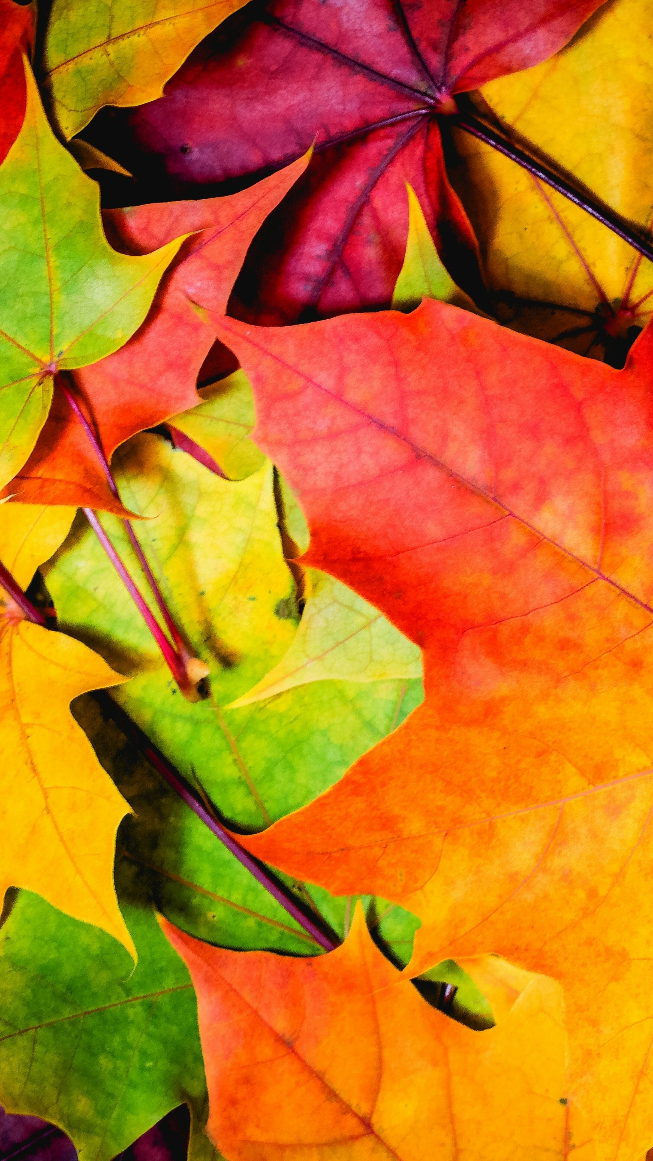 Leaves: Bright color of autumn maple tree foliage, Deciduous plant. 2160x3840 4K Wallpaper.