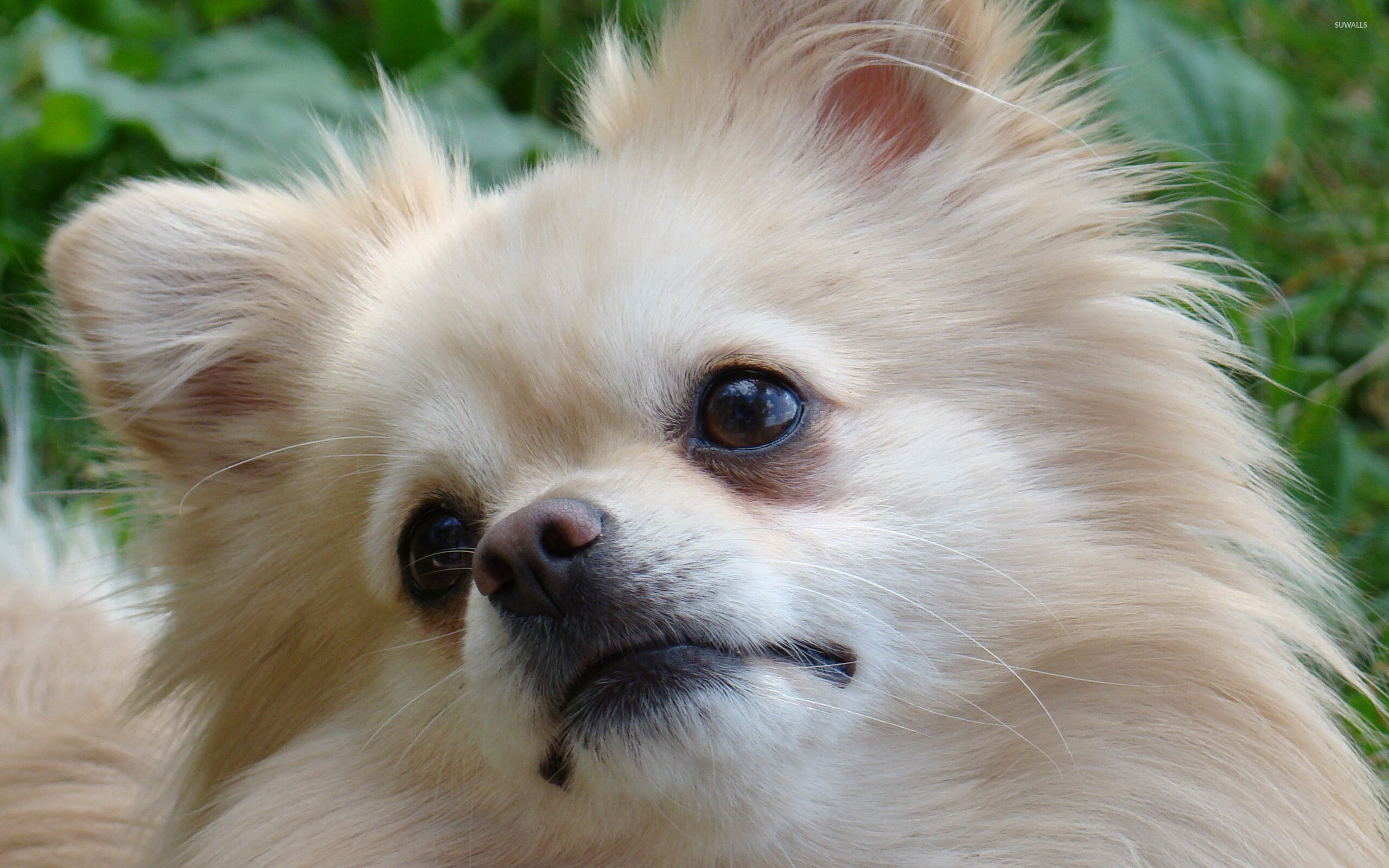 Pomeranian: Compact but sturdy dog with an abundant textured coat, Animal. 2560x1600 HD Wallpaper.