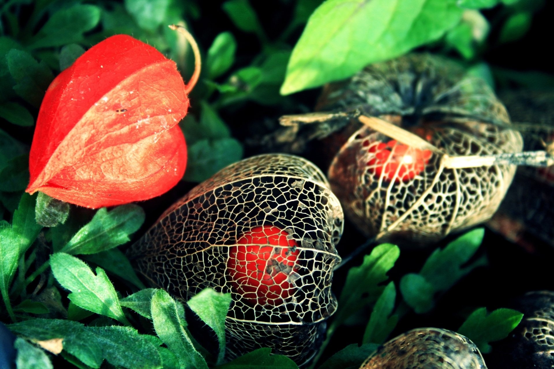 Physalis: Chinese lantern, Native to the regions covering Southern Europe to South Asia and Northeast Asia. 1920x1280 HD Wallpaper.