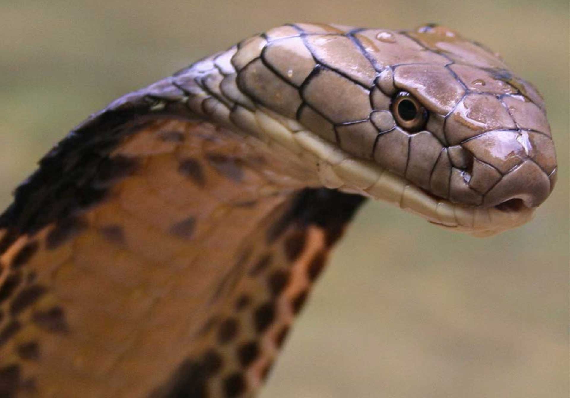 King Cobra, Deadly predator, Slithering serpent, Dangerous snake, 1920x1350 HD Desktop