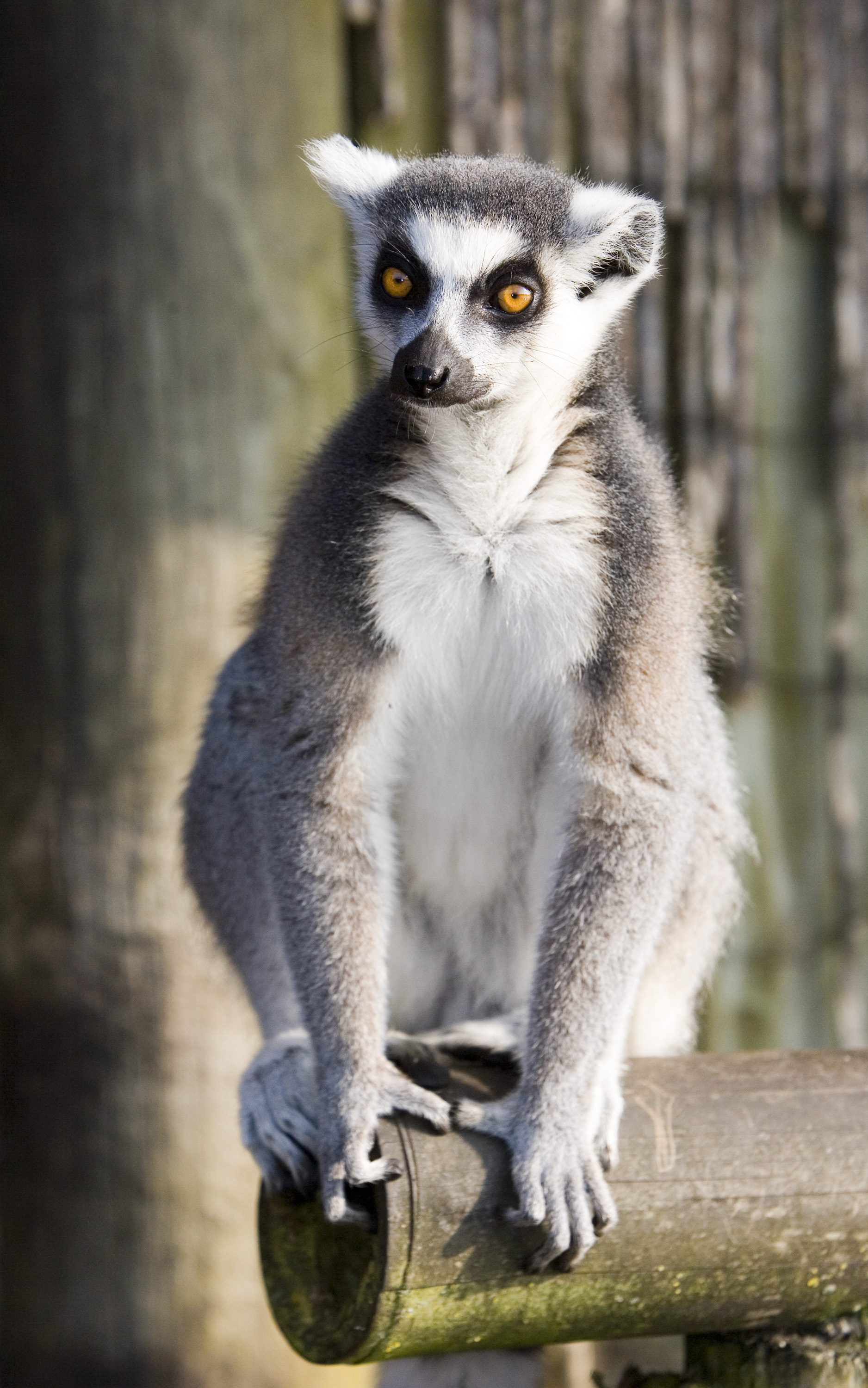 Ring Tailed Lemur, Animals, Ring tailed lemur, Kid-friendly facts, 1880x3000 HD Phone
