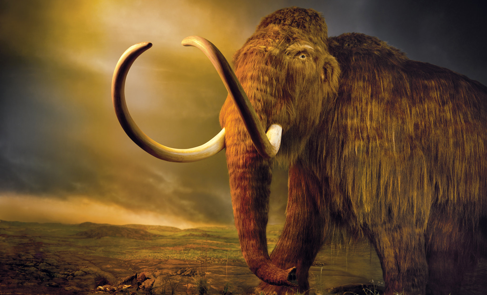 The mammoth cometh, New York Times, Ancient creature, Fascinating discovery, 2050x1250 HD Desktop