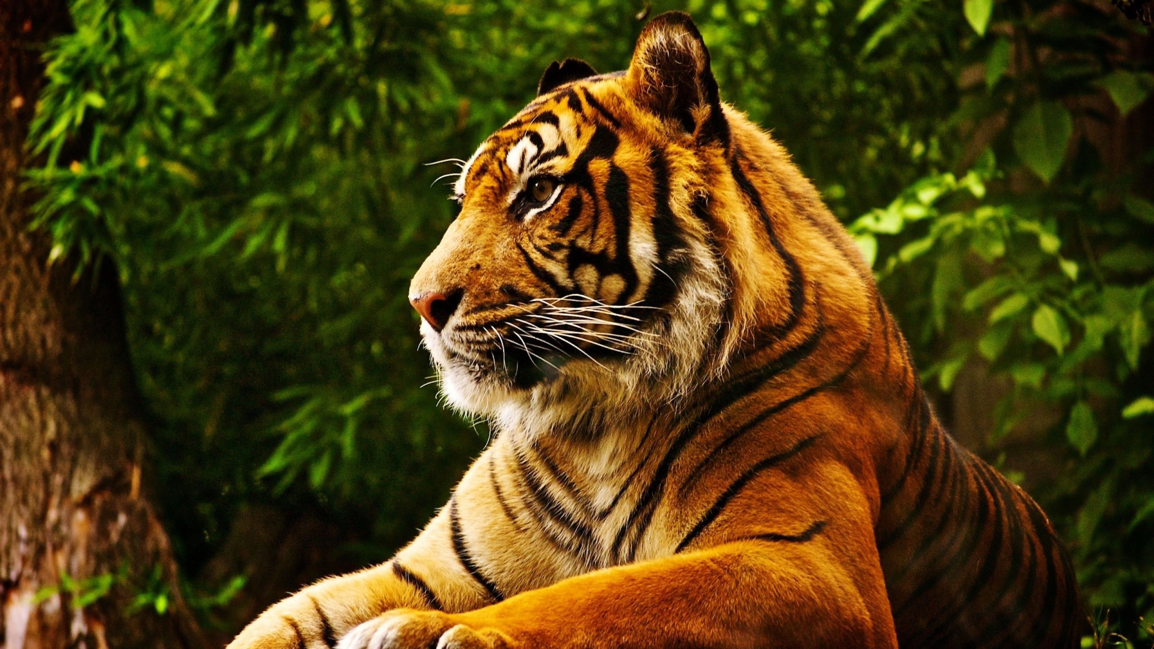 Jungle Animal, Tropical animal wallpapers, Lush and vibrant, Exotic creatures, 3840x2160 4K Desktop