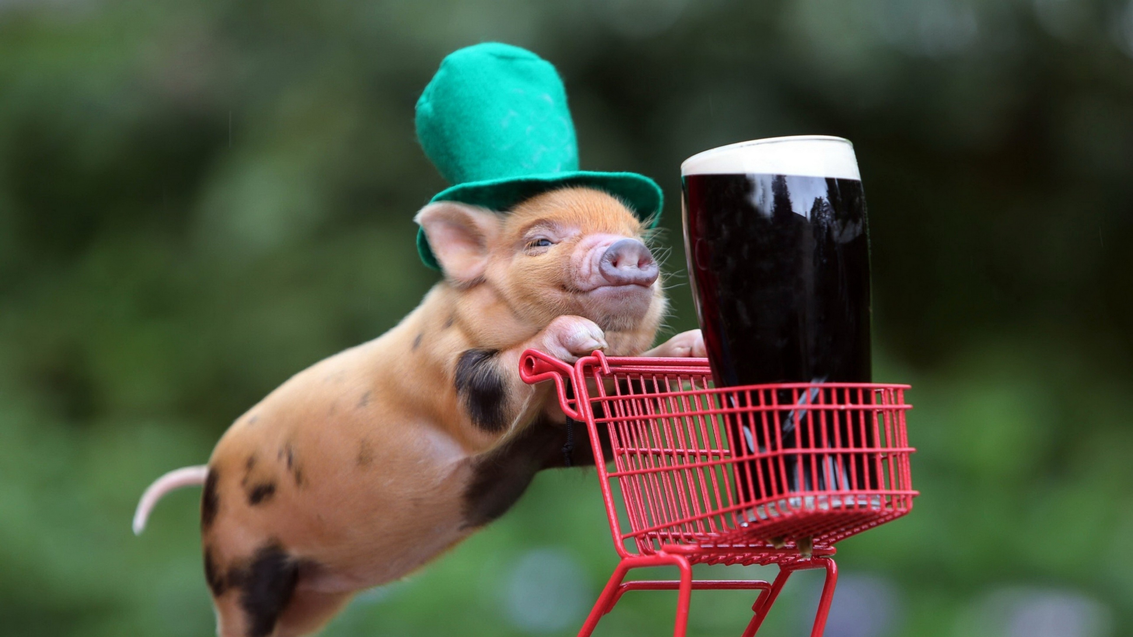 Piggy cuteness, Farm animal joy, Adorable snouts, Playful oinks, 3840x2160 4K Desktop