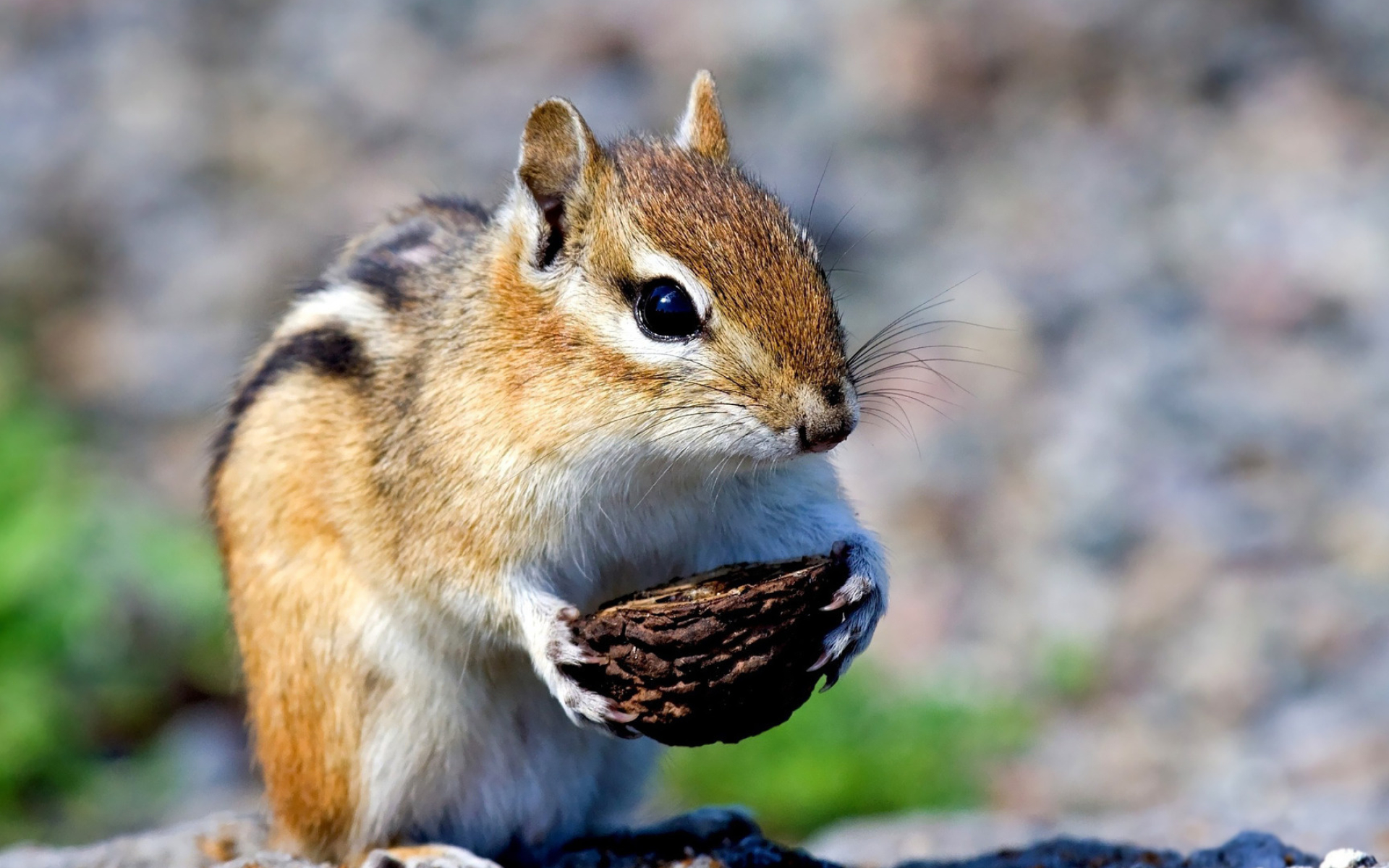 Chipmunk: Found in North America, with the exception of the Siberian species. 1920x1200 HD Wallpaper.