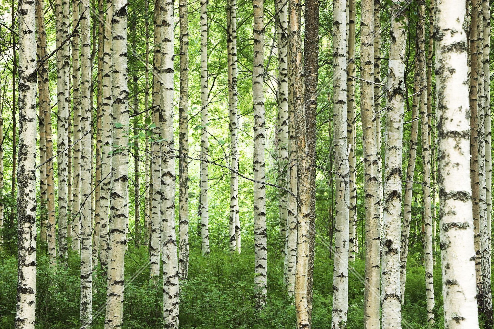 Birch forest wallpapers, Birch forest backgrounds, Top free, 2000x1340 HD Desktop