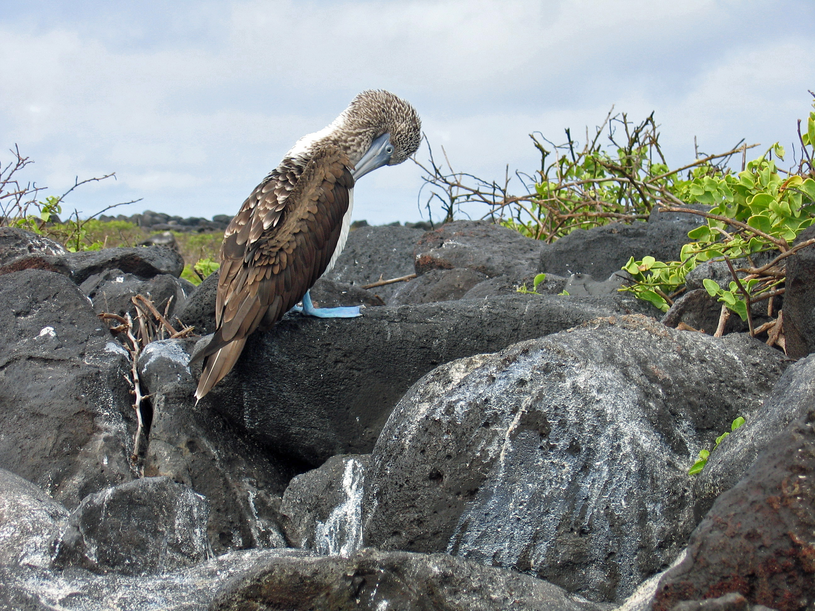 Blue footed booby wallpapers, Booby bird, 2600x1950 HD Desktop