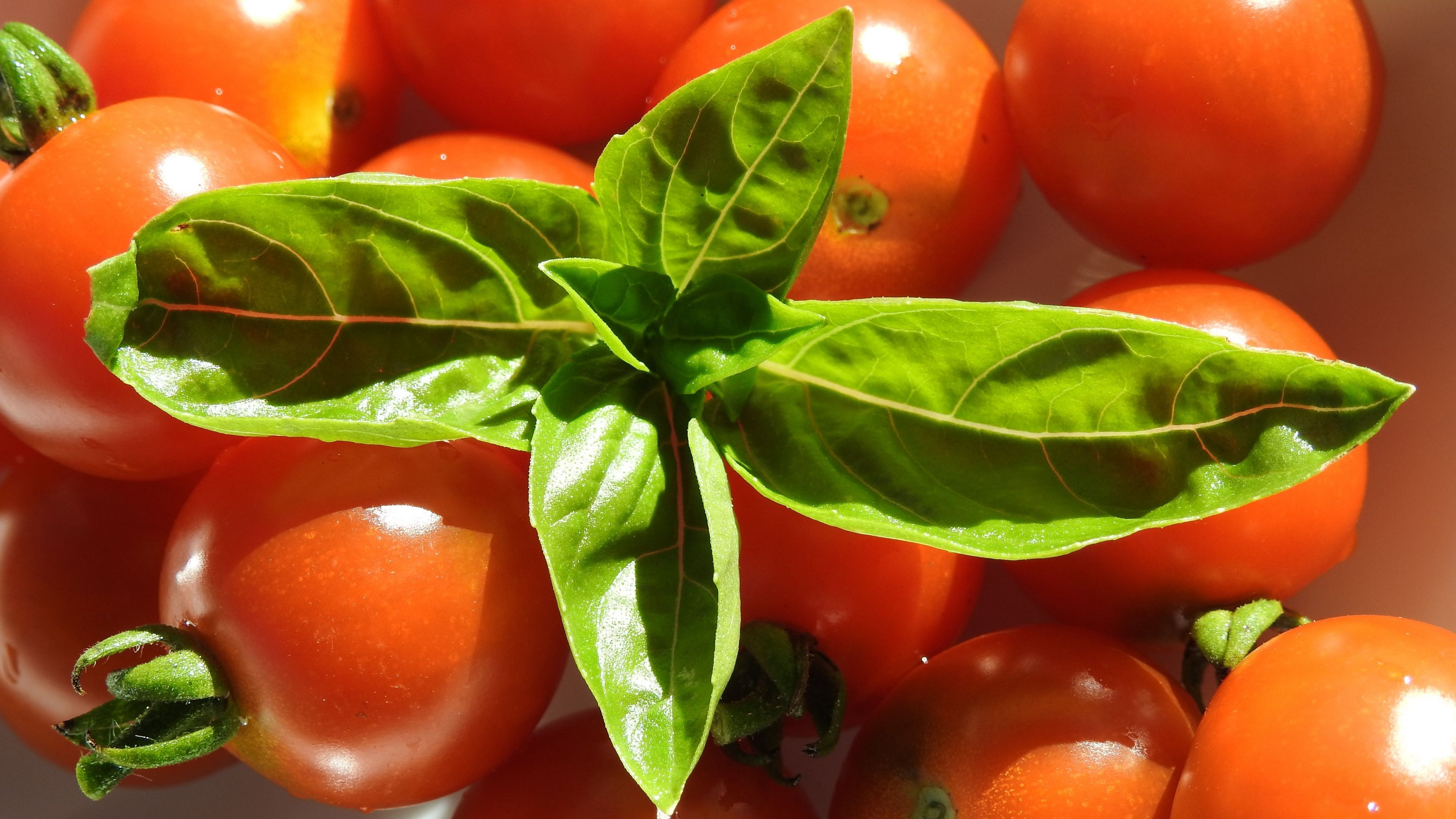 Cherry tomatoes, Basil accompaniment, Flavorful combination, Fresh produce, 3840x2160 4K Desktop