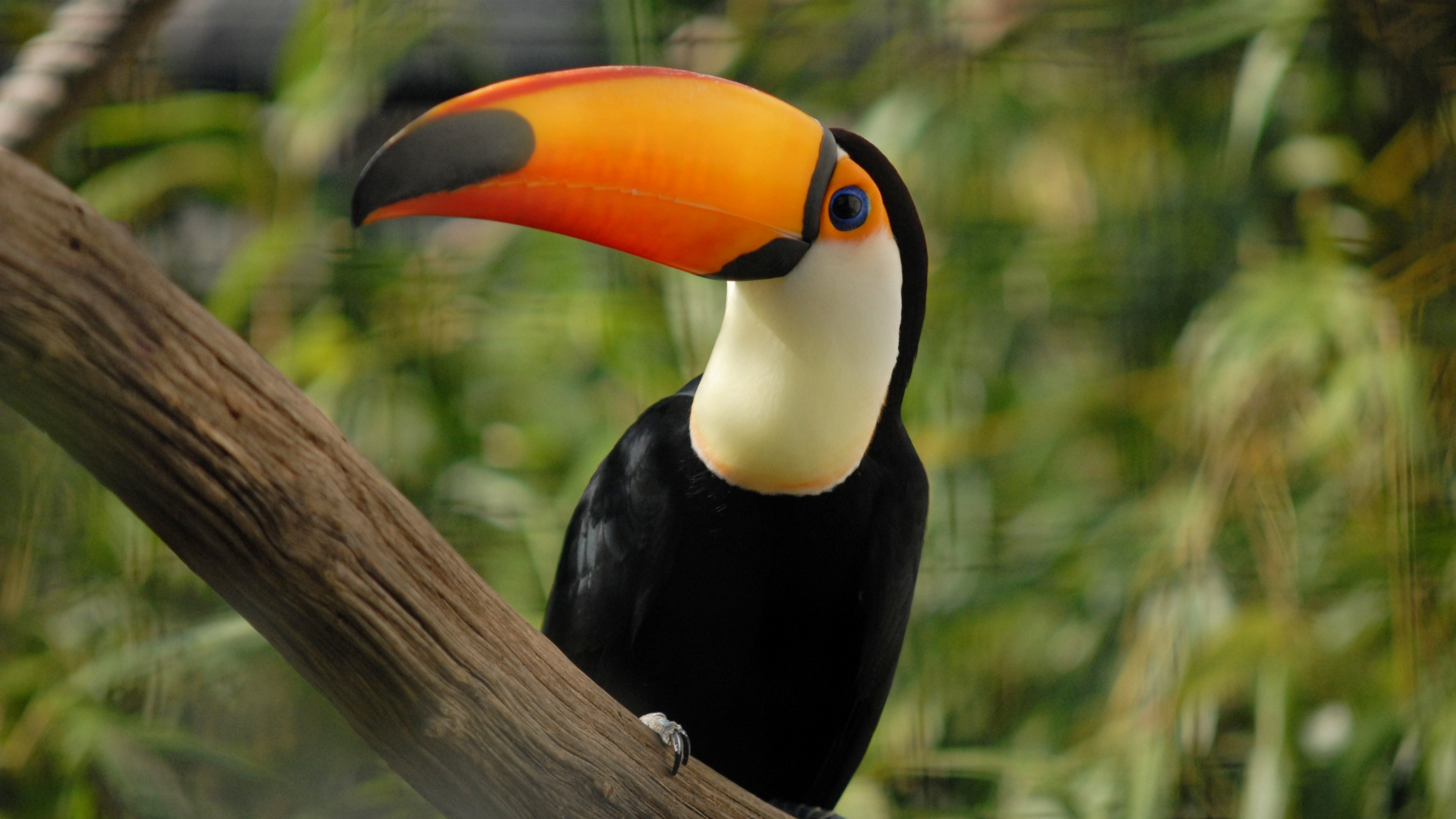 HD toucan wallpaper, Tropical bird, Vibrant plumage, Striking image, 3840x2160 4K Desktop