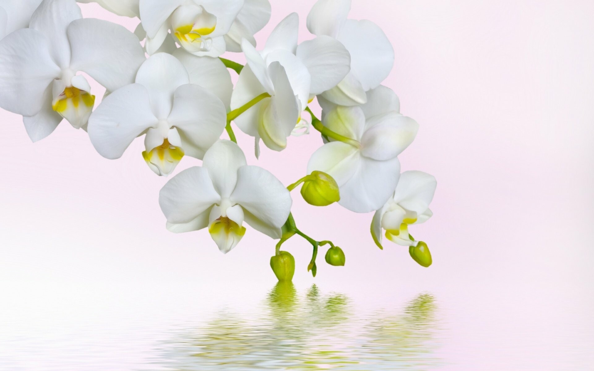 Orchid: Depending on the variety, an orchid's petals can have ruffled or notched edges. 1920x1200 HD Wallpaper.