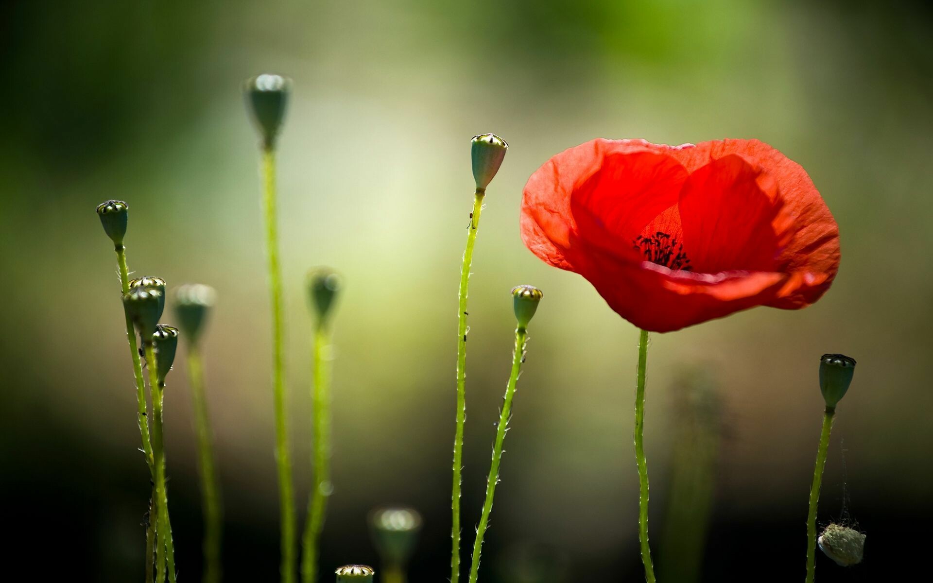Poppy Flower: An annual or overwintering weed native to arable land, roadsides, waste places, and other disturbed habitats. 1920x1200 HD Wallpaper.