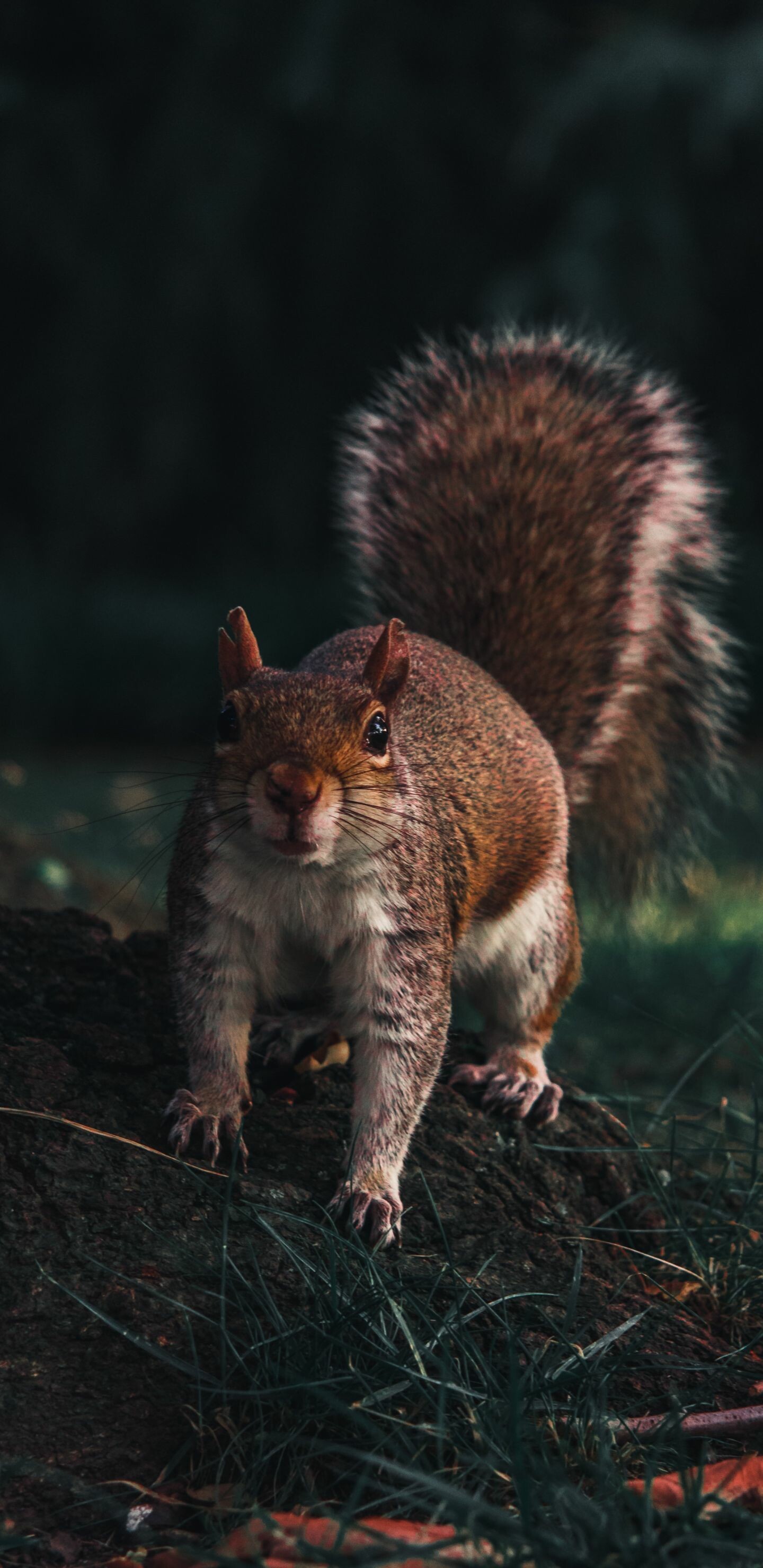 Squirrel: Sciurus carolinensis, Native to eastern North America. 1440x2960 HD Wallpaper.