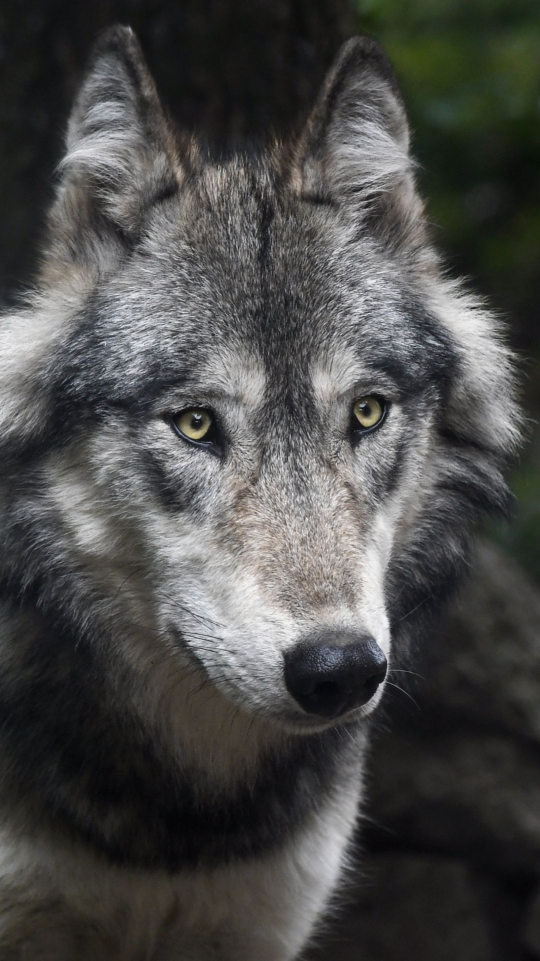 Gray Wolf: A predatory way of life, Canis Lupus, Canines with long bushy tails. 1080x1920 Full HD Background.