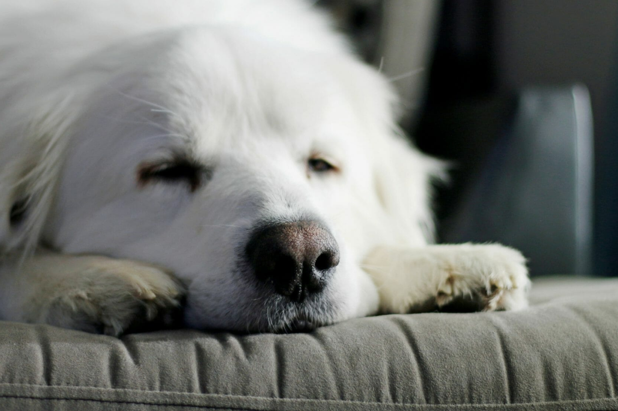 Great Pyrenees Containment, Discount Outlet, 2050x1370 HD Desktop