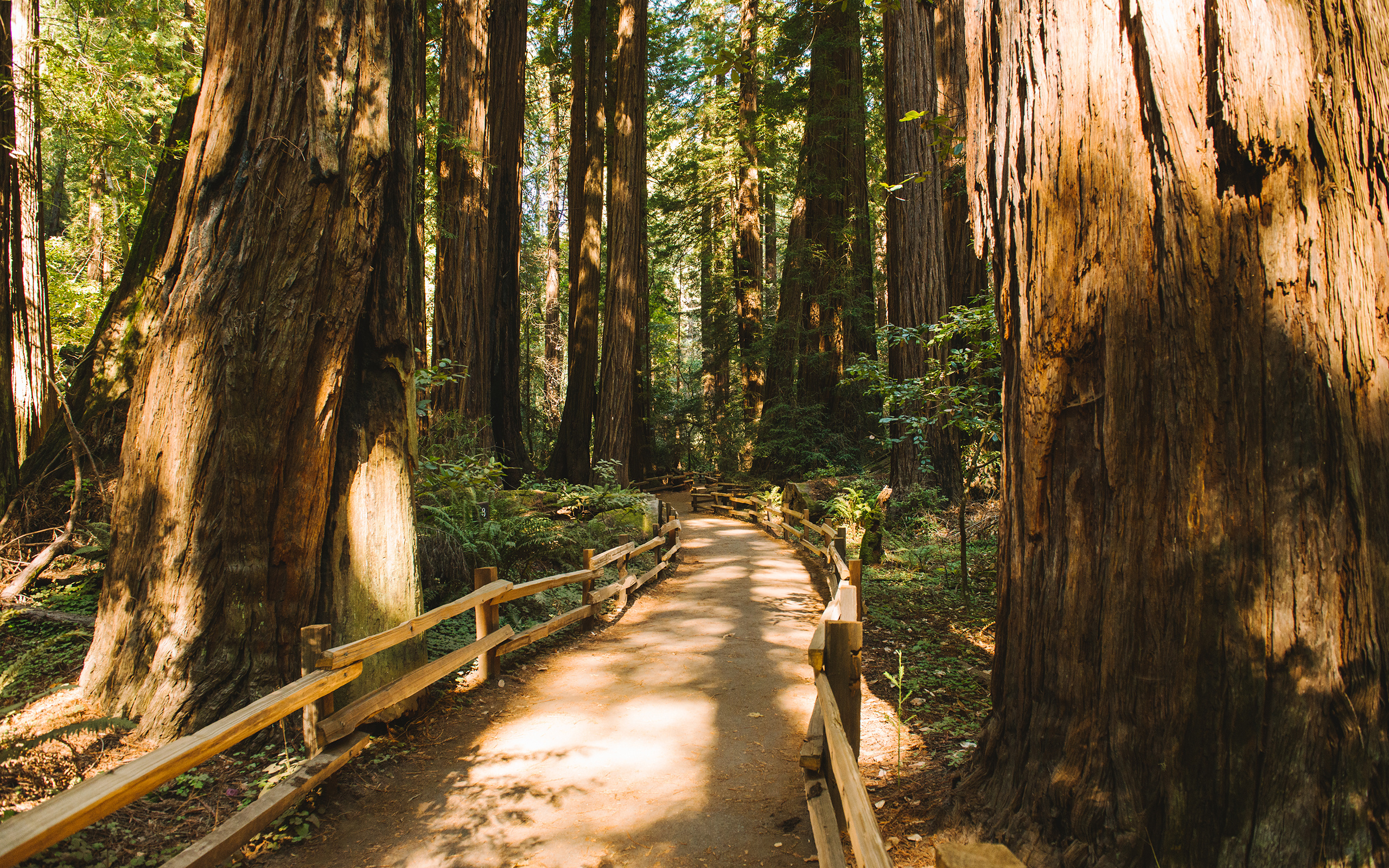 Redwood forests, Muir woods path, Enchanting trail, Nature's majesty, 2560x1600 HD Desktop