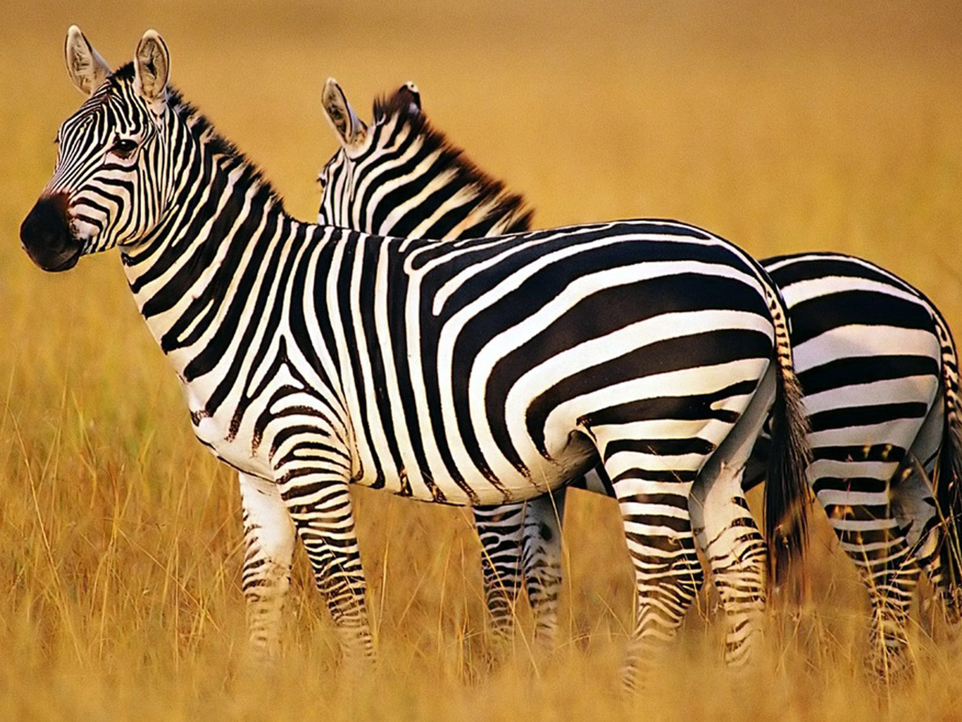Zebra animal wallpapers, Top background choices, Stunning zebra images, Captivating creature, 1920x1440 HD Desktop