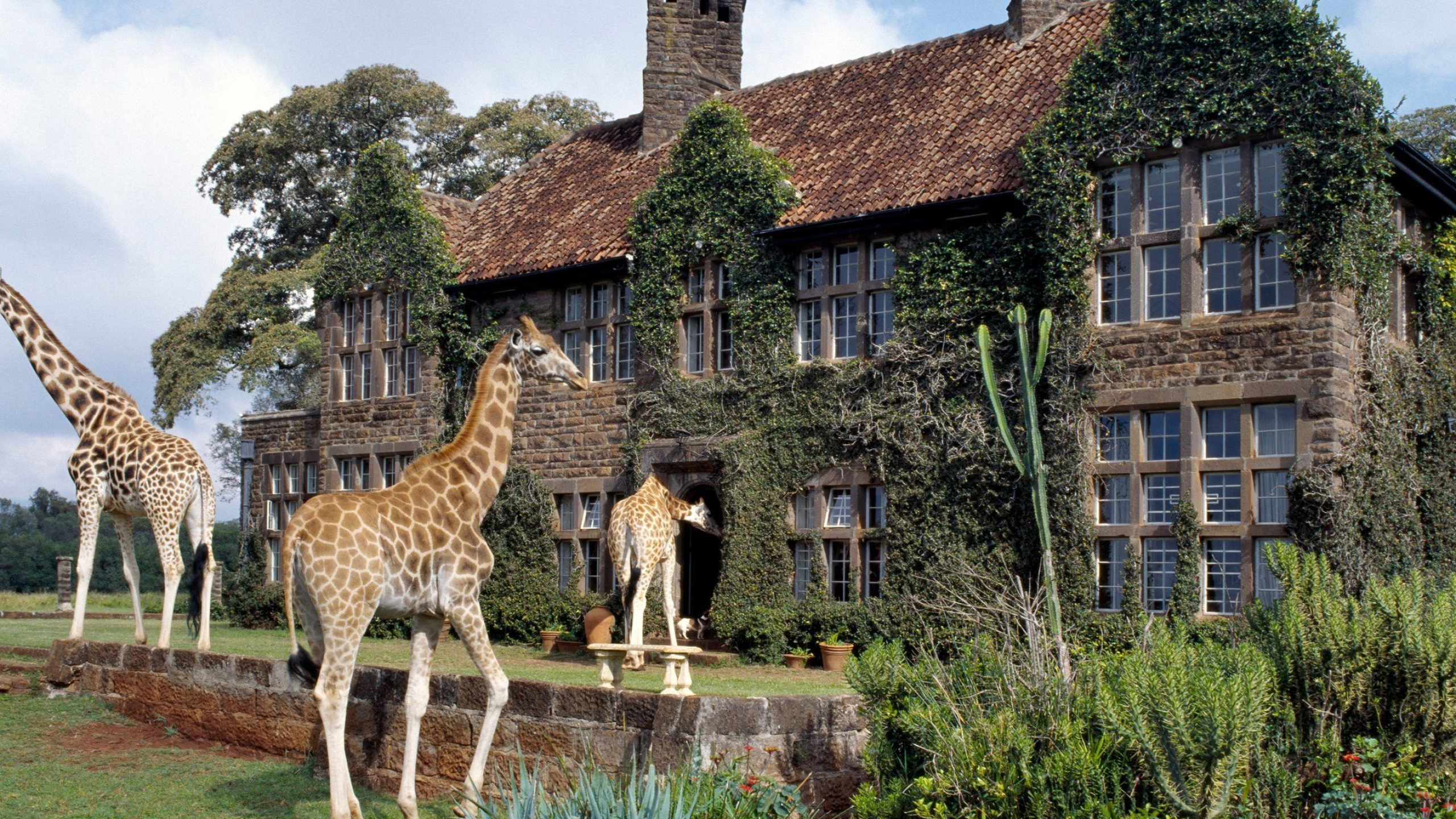 Hotel animal. Отель Жираф Манор в Кении. Giraffe Manor Найроби, Кения. Поместье Жирафов (Giraffe Manor),. Giraffe Manor (усадьба Жирафов), Кения.
