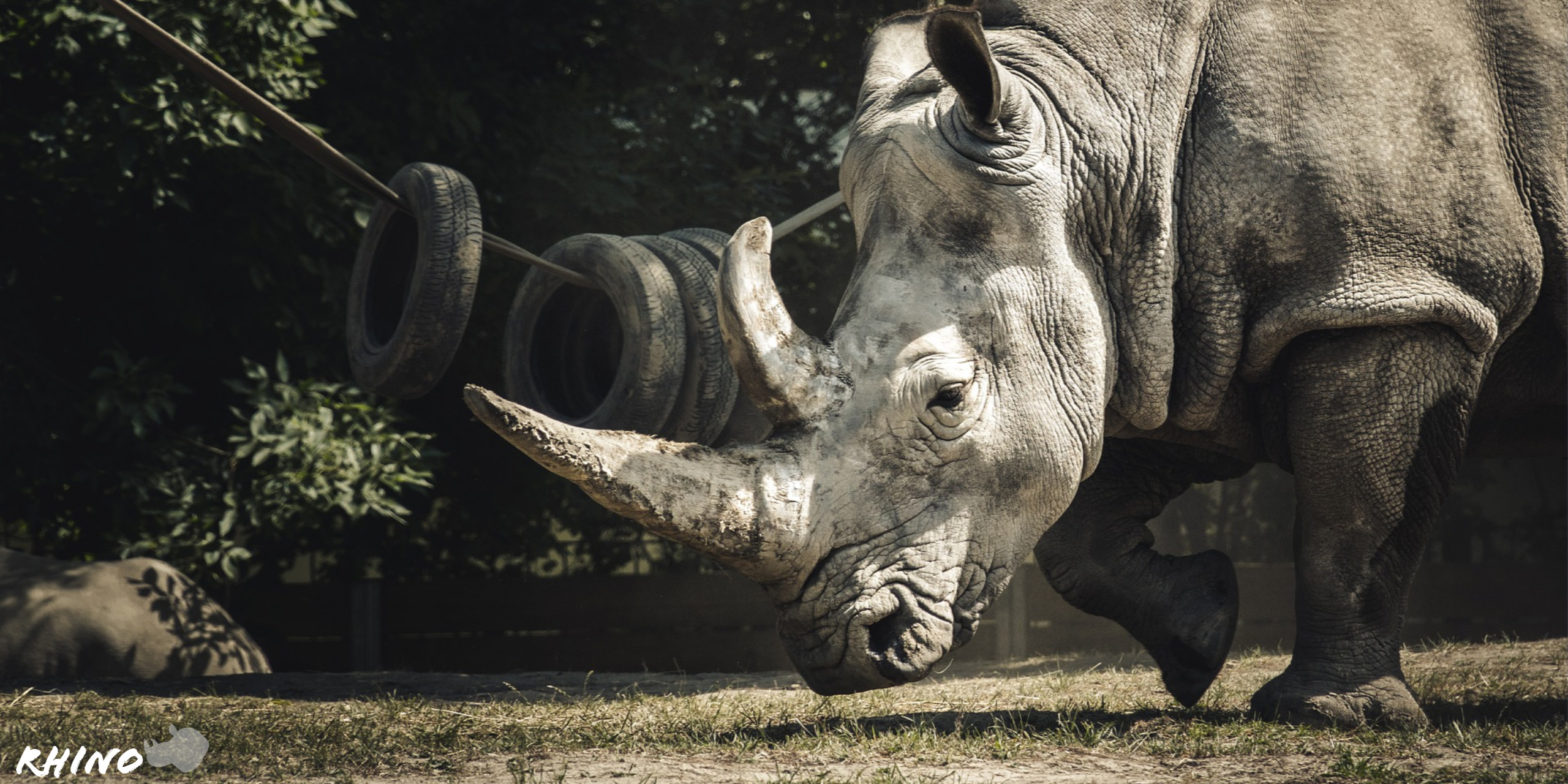 Mammal rhino, High-definition wonder, Wildlife preservation, Exquisite photography, 2560x1280 Dual Screen Desktop