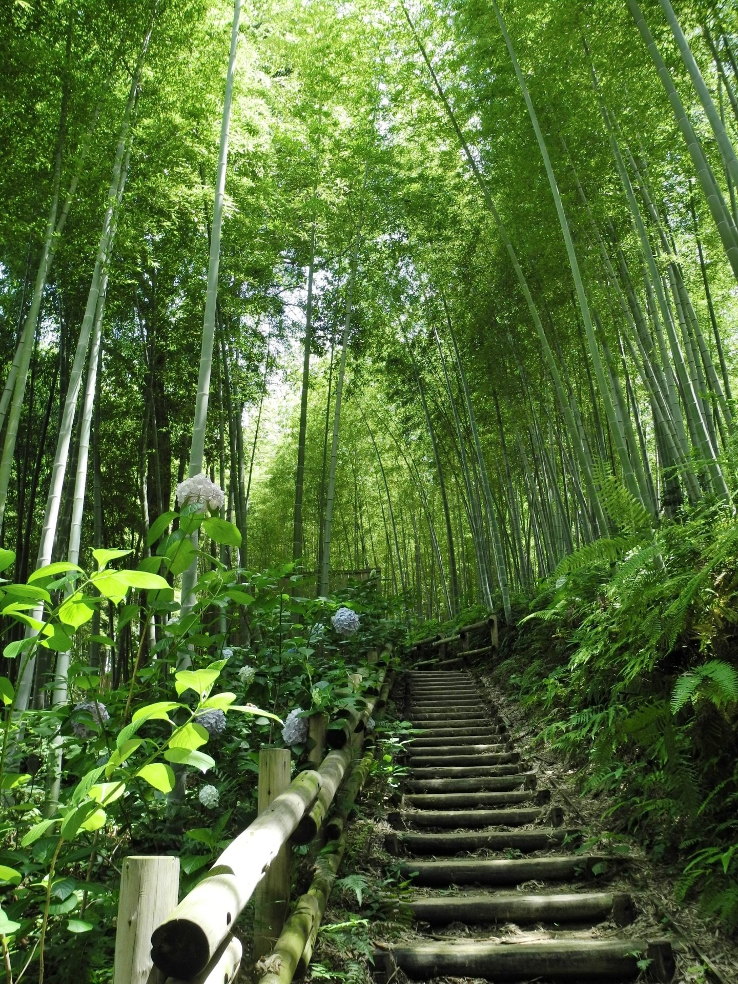 Bamboo forest, Free image, Peakpx, Bamboo trees, 1440x1920 HD Phone